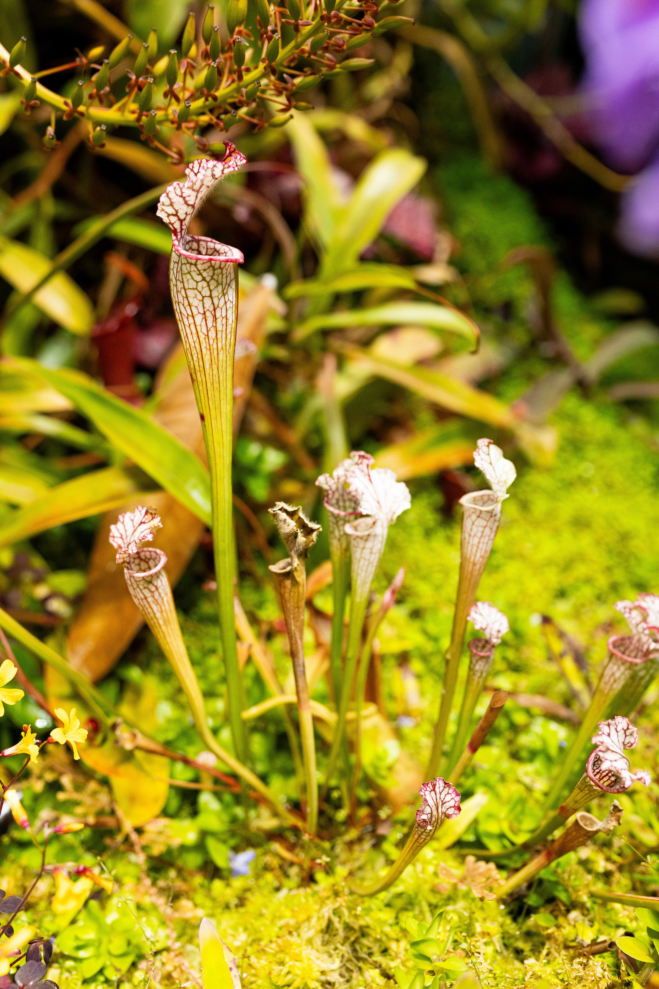 Аптекарский огород МГУ. Китай. Александра Куликова фотограф, Москва