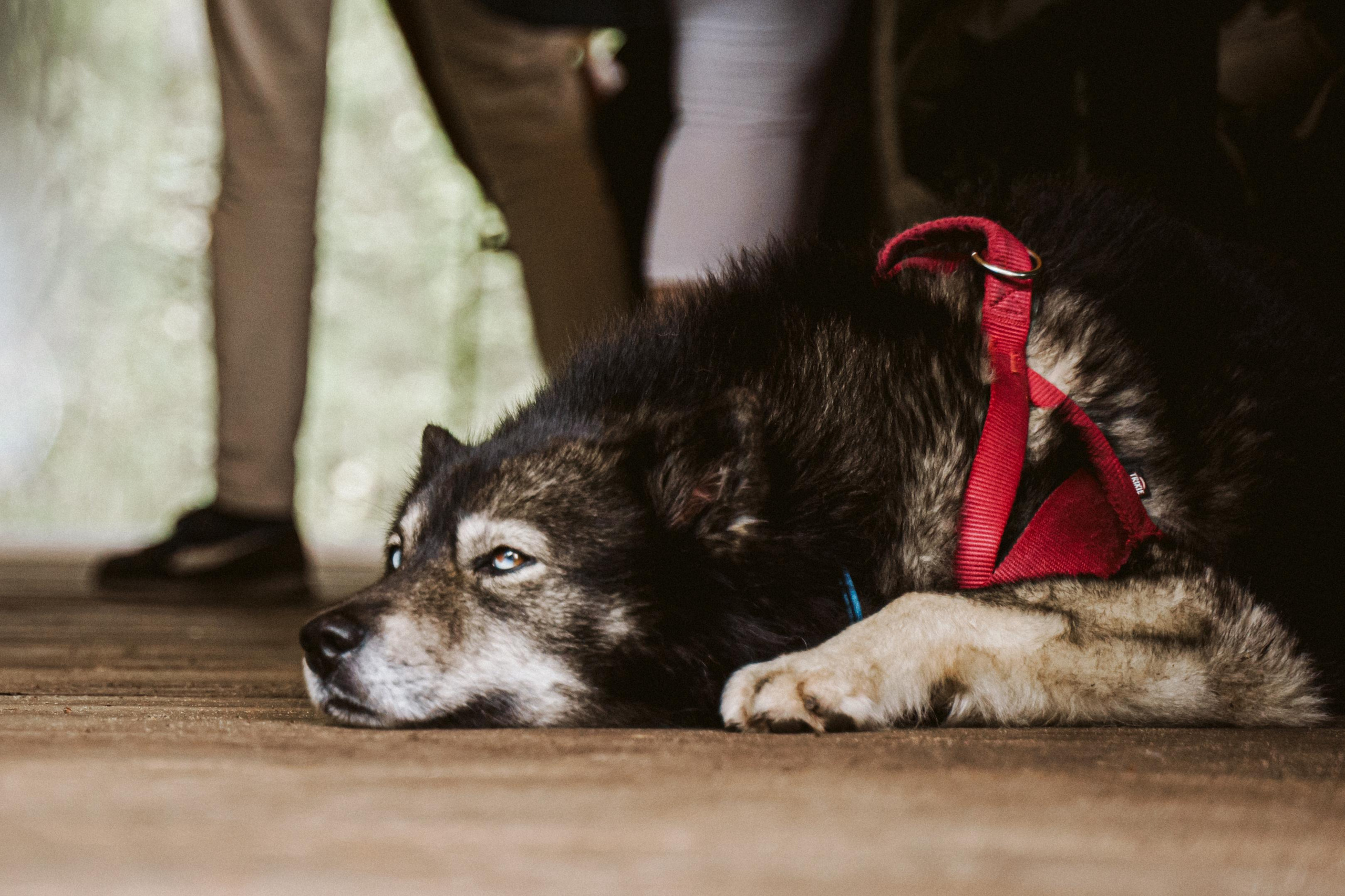 Les & More. Wedding & Documentary Photographer based in Nuremberg — available across Europe & Turkey | Vitalii Nasonov