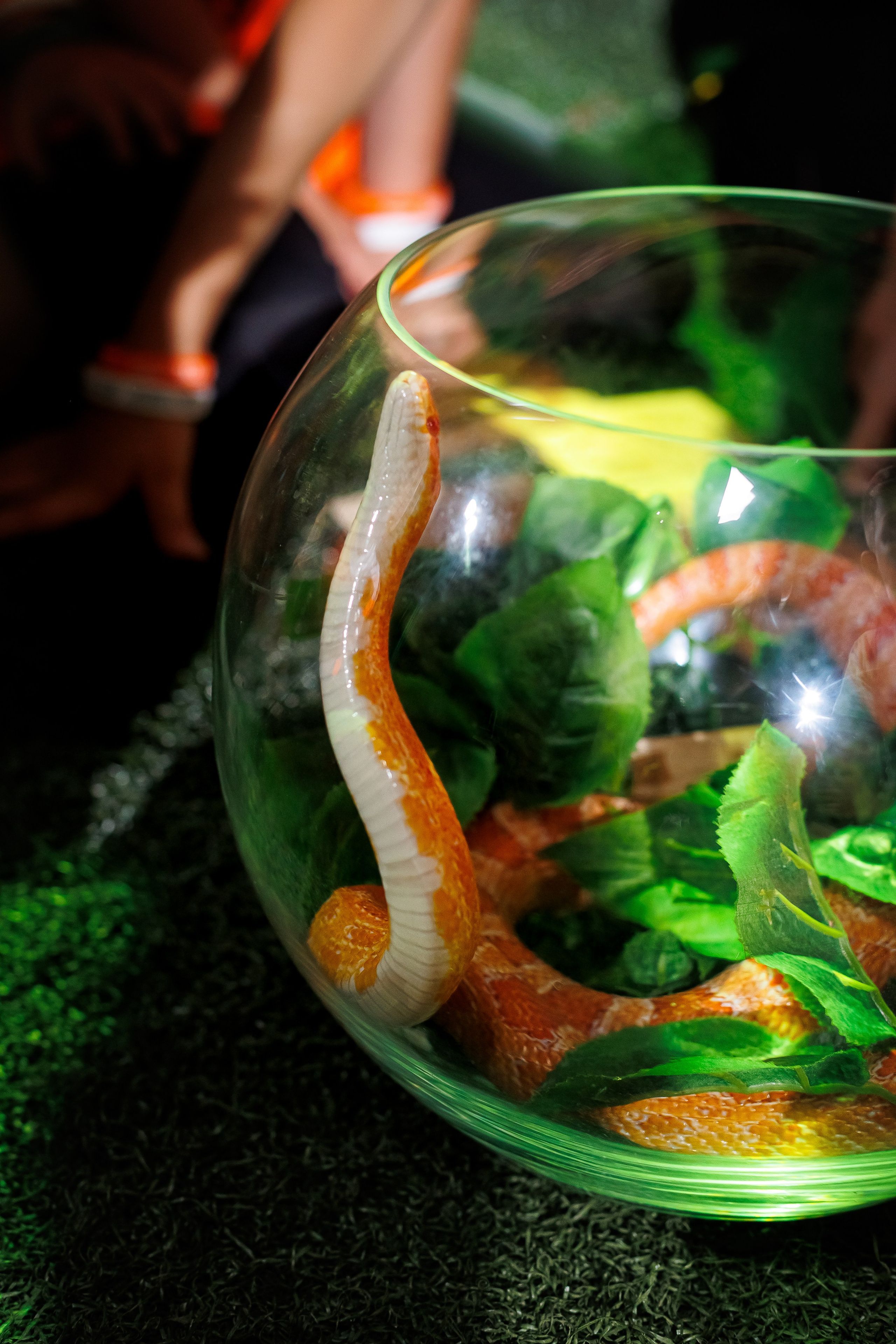 День рождения Полины и Егора «Джуманджи». Семейный и детский фотограф Комина Елена, Власиха, Одинцово