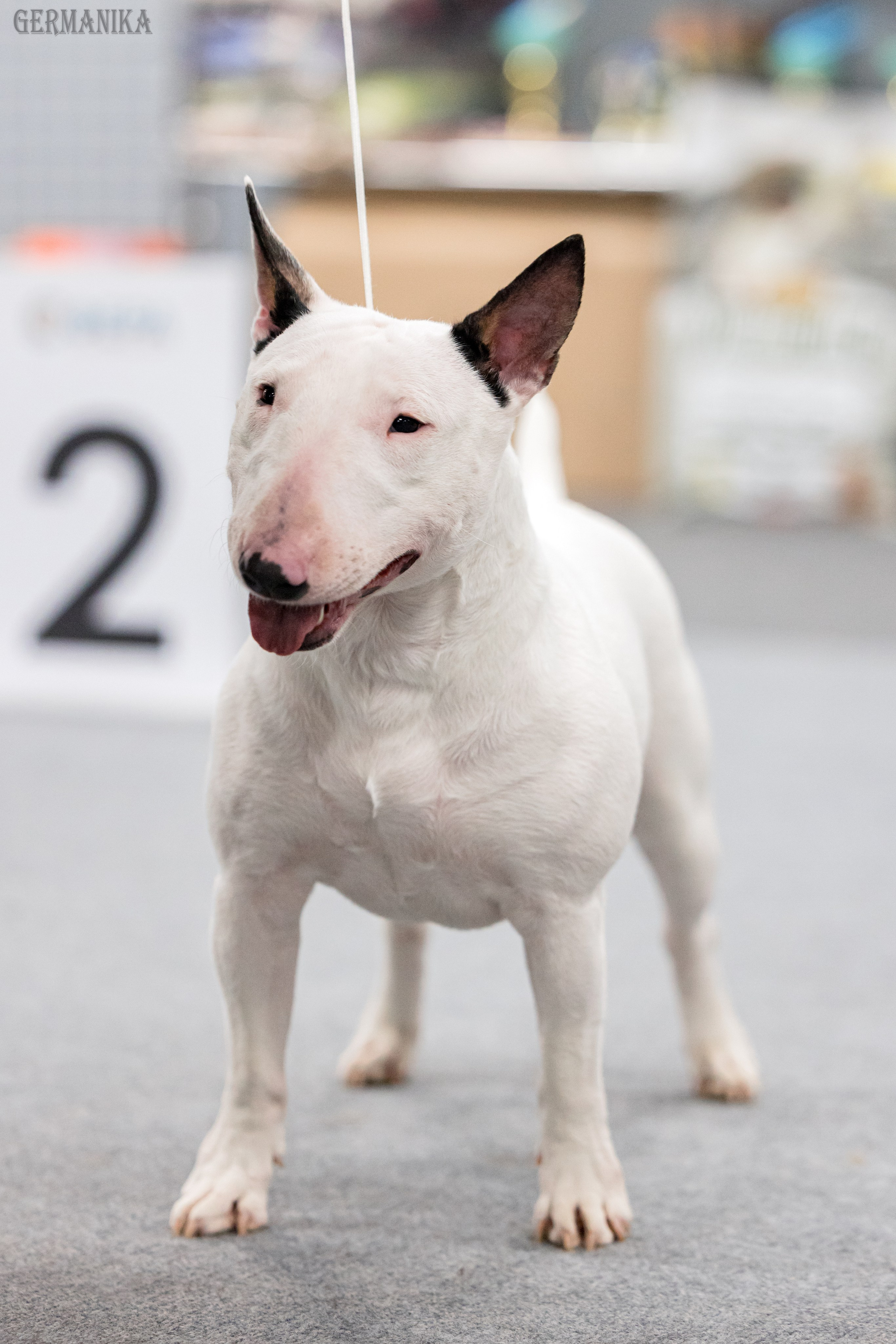 Сфера 28.01. и 4.02.2024. Фотограф-анималист Юлия Германика