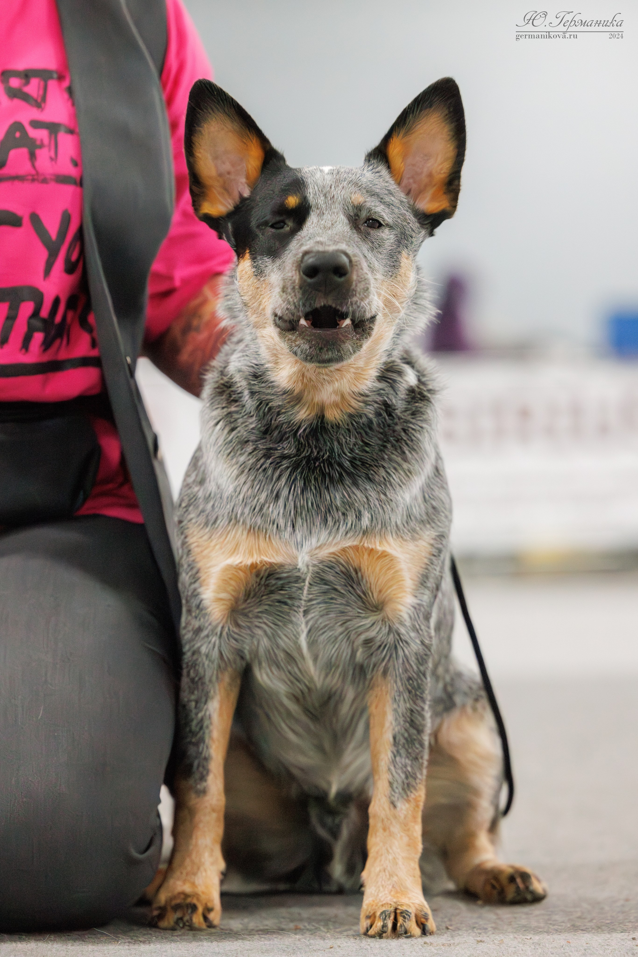 Сфера и Крокус 8,9,16 и 30.03.2025. Фотограф-анималист Юлия Германика