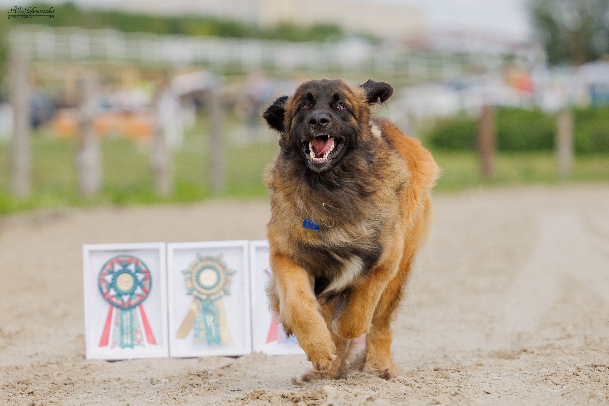 РОССИЯ 8-9.06.2024. Фотограф-анималист Юлия Германика