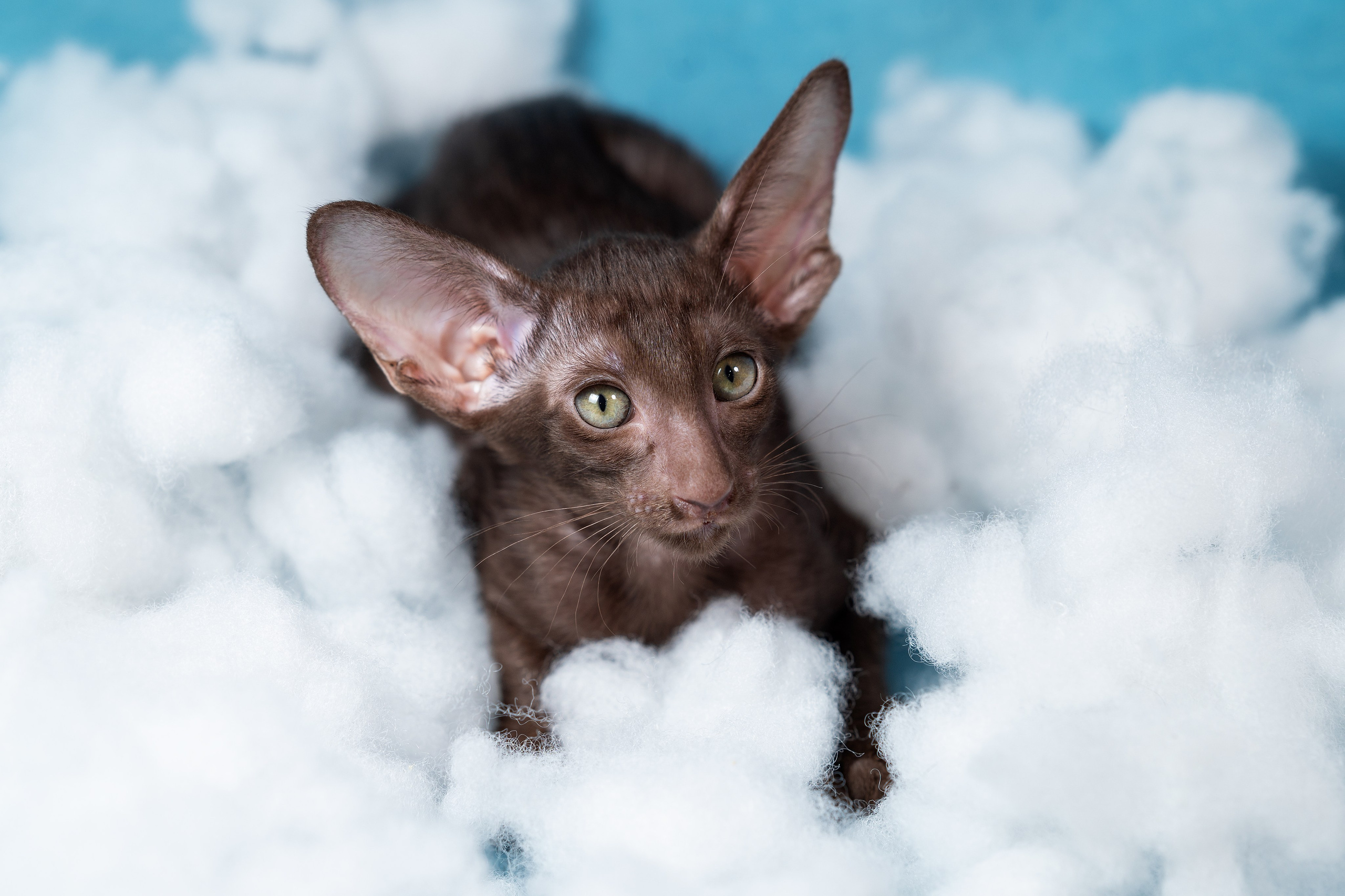 Заводчик Юлия Панова. Творческий фотограф Вологда