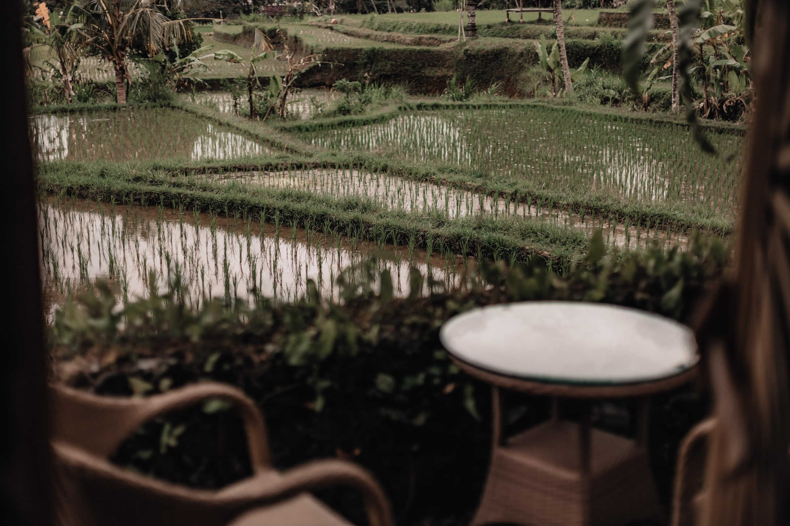 Avatar Tribe Festival ~ Bali ~ Jan 2023. Мариам Багдасарян