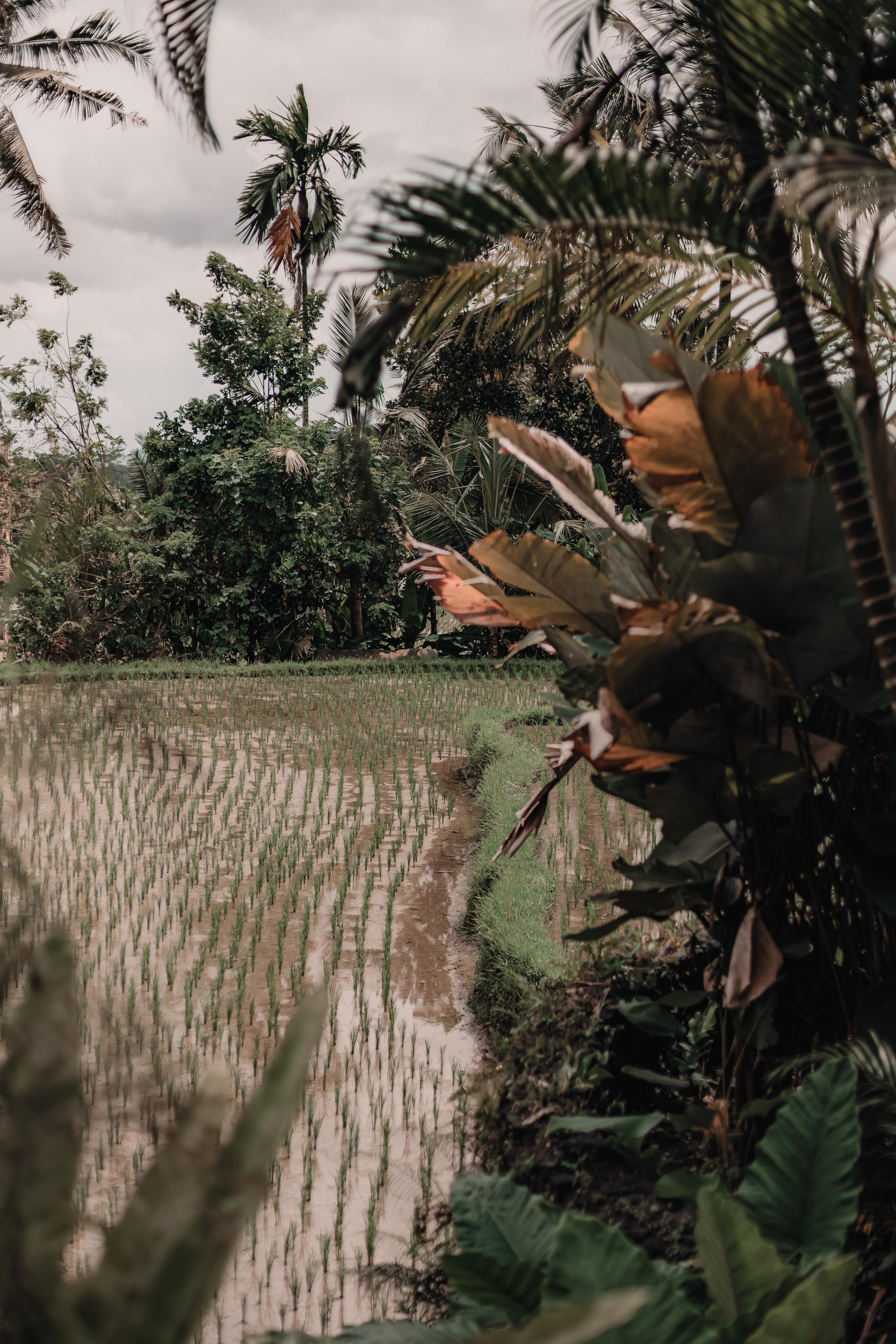 Avatar Tribe Festival ~ Bali ~ Jan 2023. Мариам Багдасарян