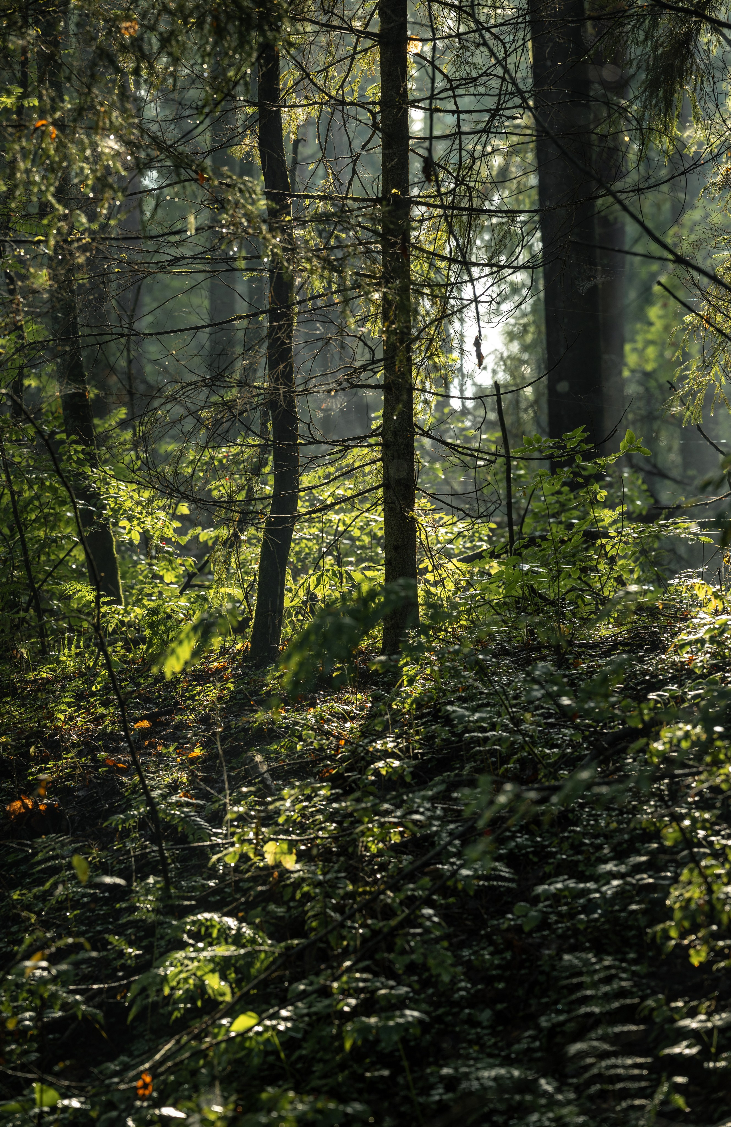 Природные пейзажи. Наталия Клевинскас портретный фотограф в Костроме