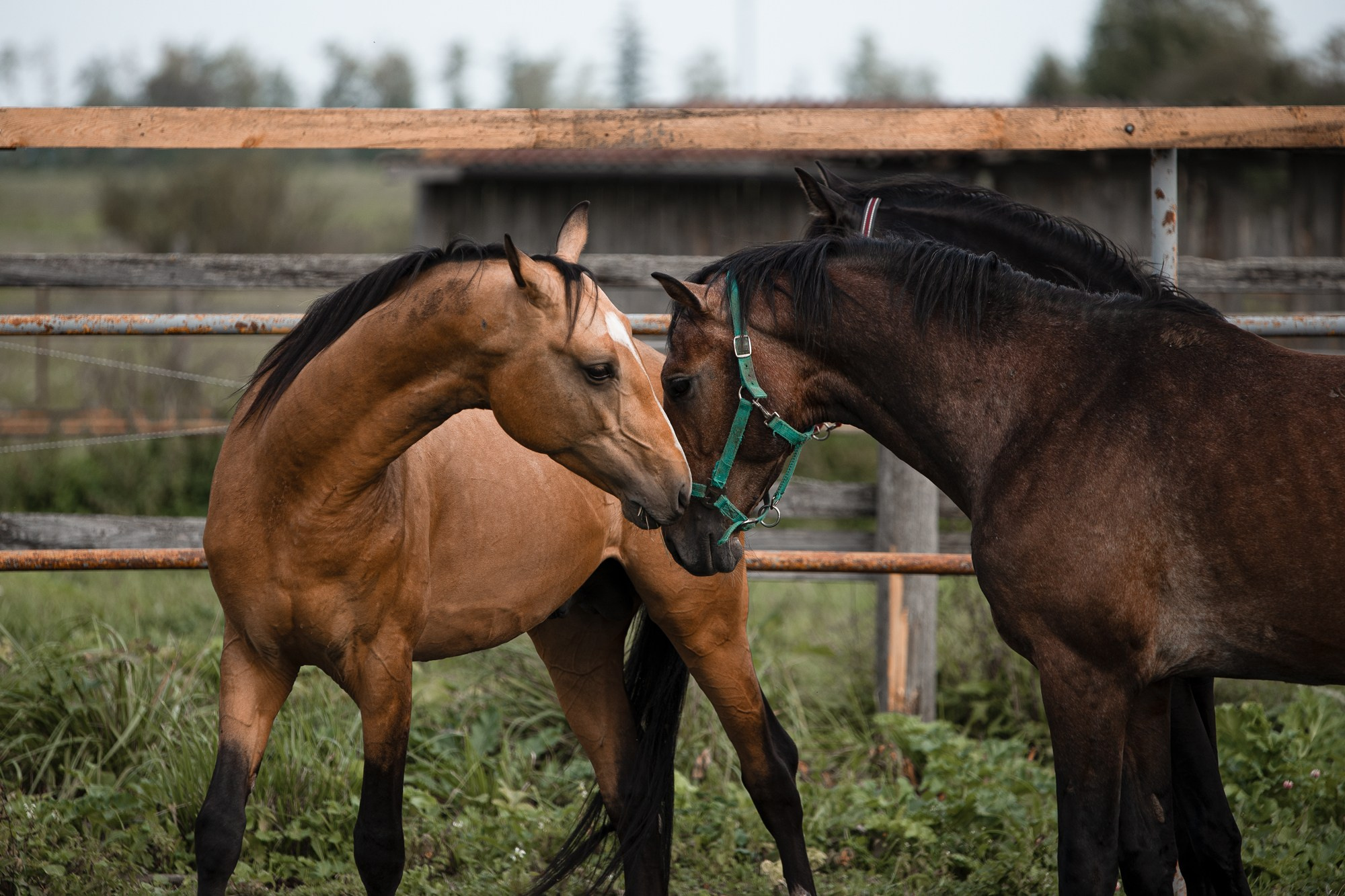 Портрет лошади, лошадь, конь, фото лошади, фотография лошади, конный фотограф, съемка лошадей, фотограф лошадей, конная фотография, конный фотограф, конный фотограф в спб, профессиональный фотограф спб, фотограф спб, ахалтекинец, рысак, спортивная лошадь, конный клуб, фотосессия с лошадьми, тракененская лошадь, тяжеловоз, лошадь, хвост коня, конский волос, хвост лошади, красивое фото лошадей, табун, жеребцы, стабунивание