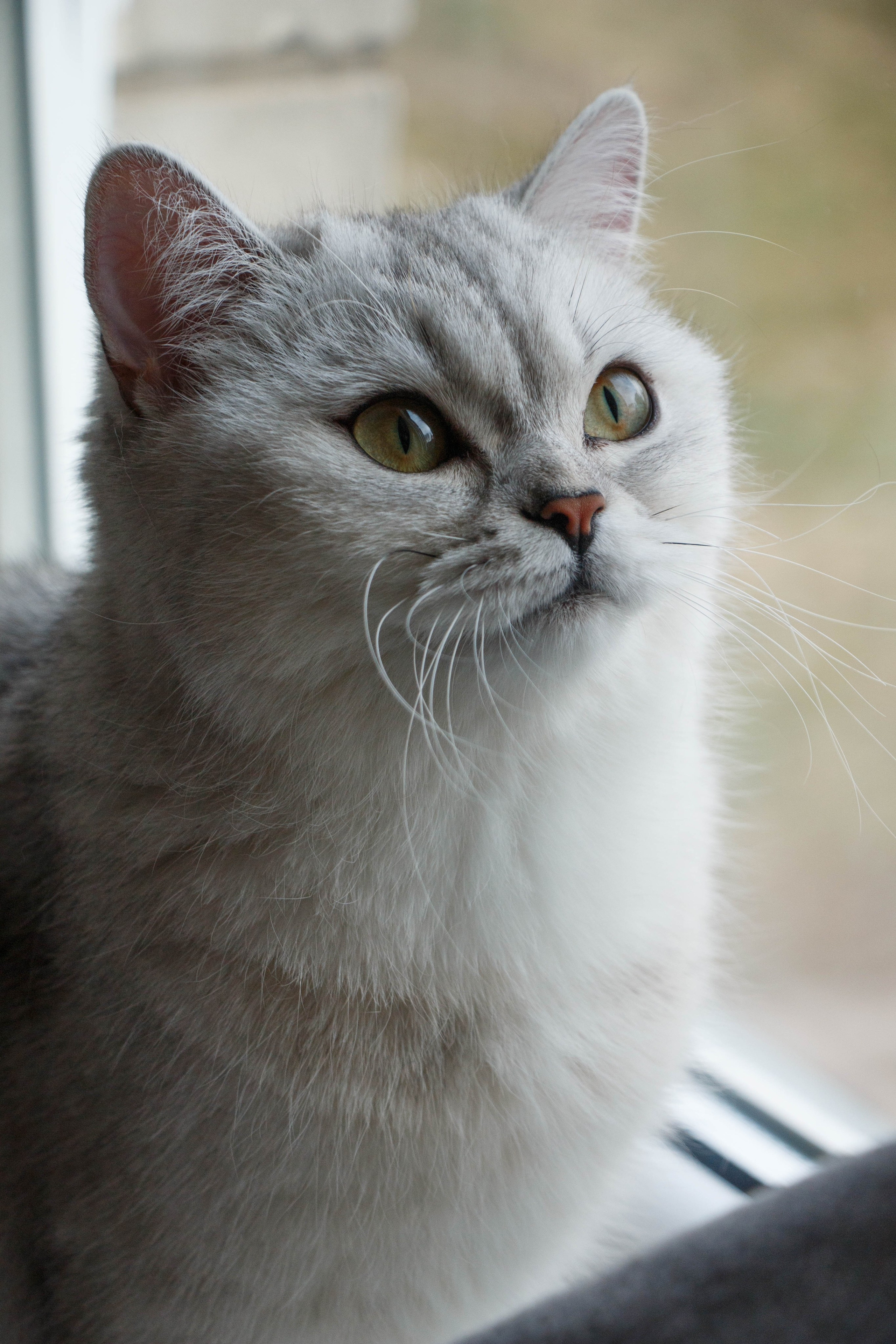 NASTYA & KITTI. Бережно сохраняю ваши чувства и истории на своих фотографиях