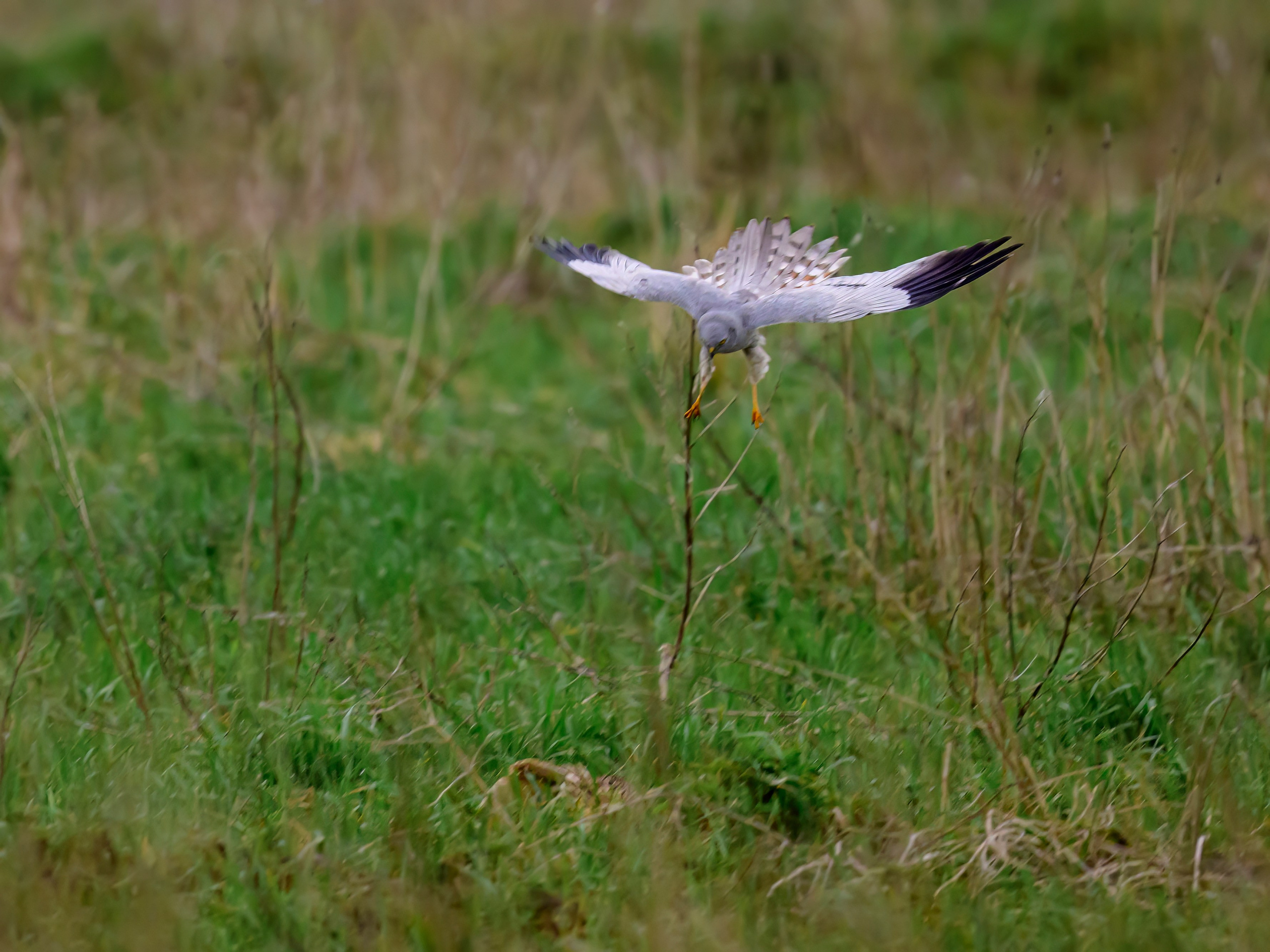 Лунь атакует сову. Wildlife photography by Sergey Puponin