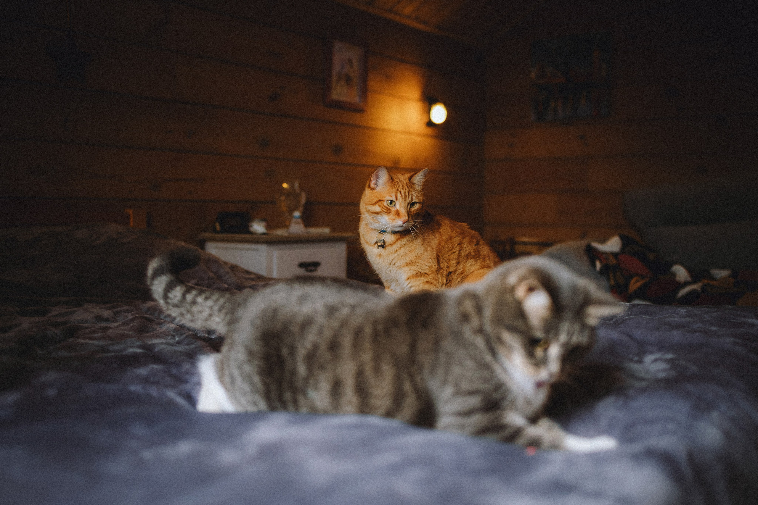 Леброн, Муся и их семья