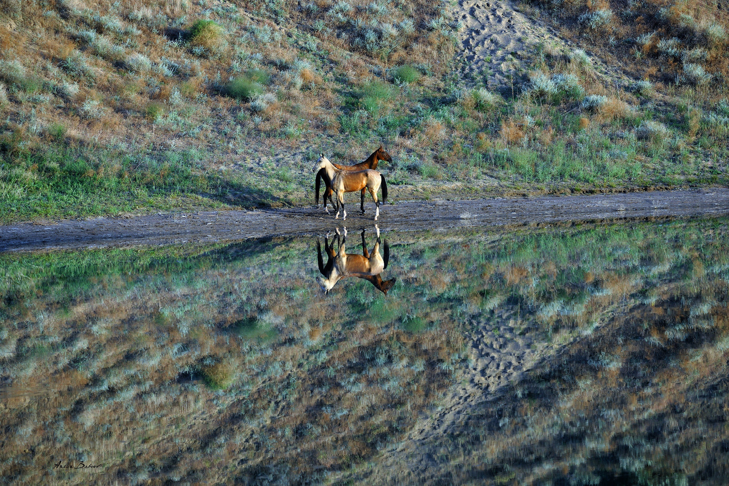 Gallery. Art photos of horses — ARTUR BABOEV | Photographer