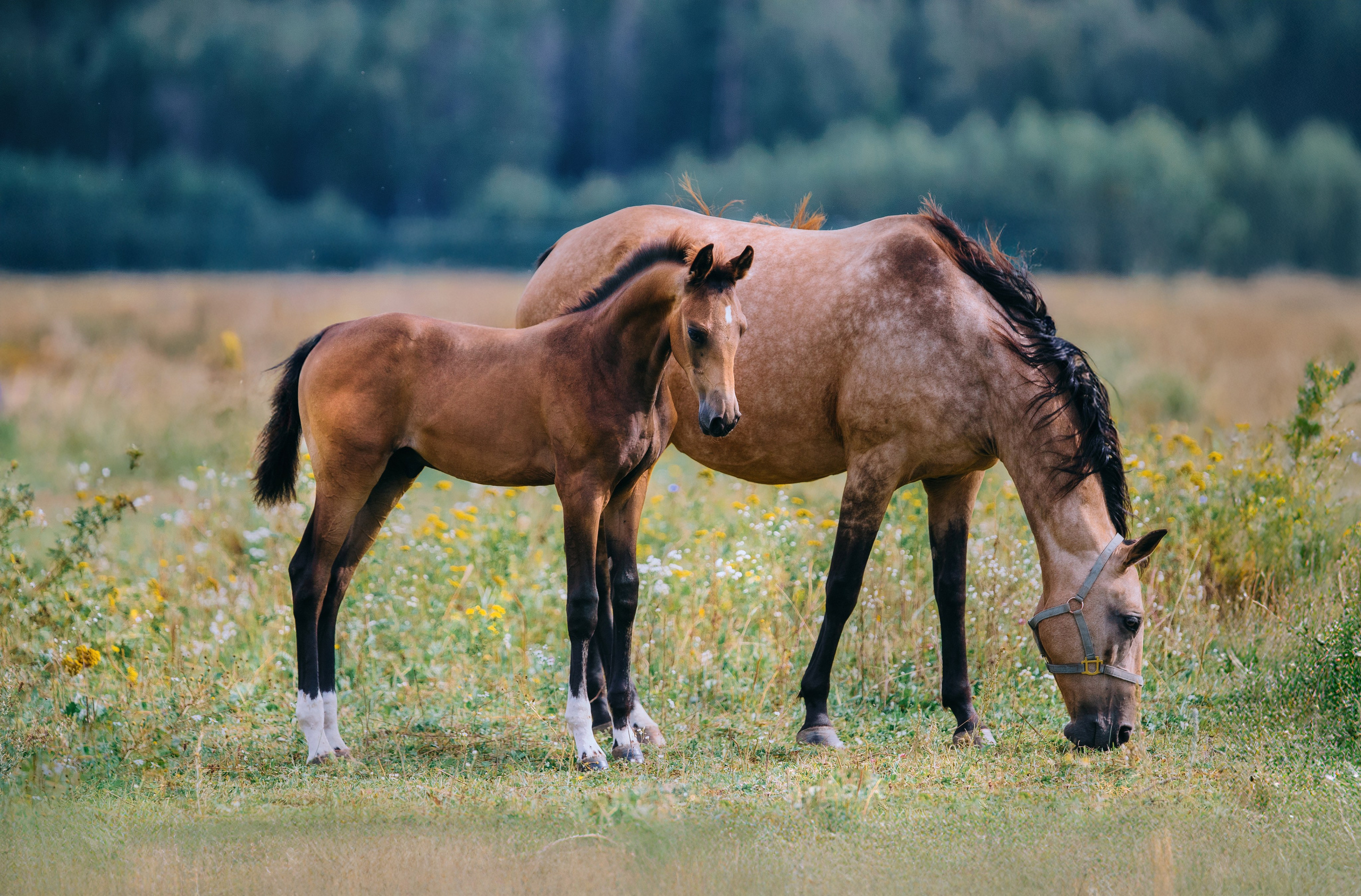 Экстерьеры. Фотограф-анималист Ксендзова Кристина
