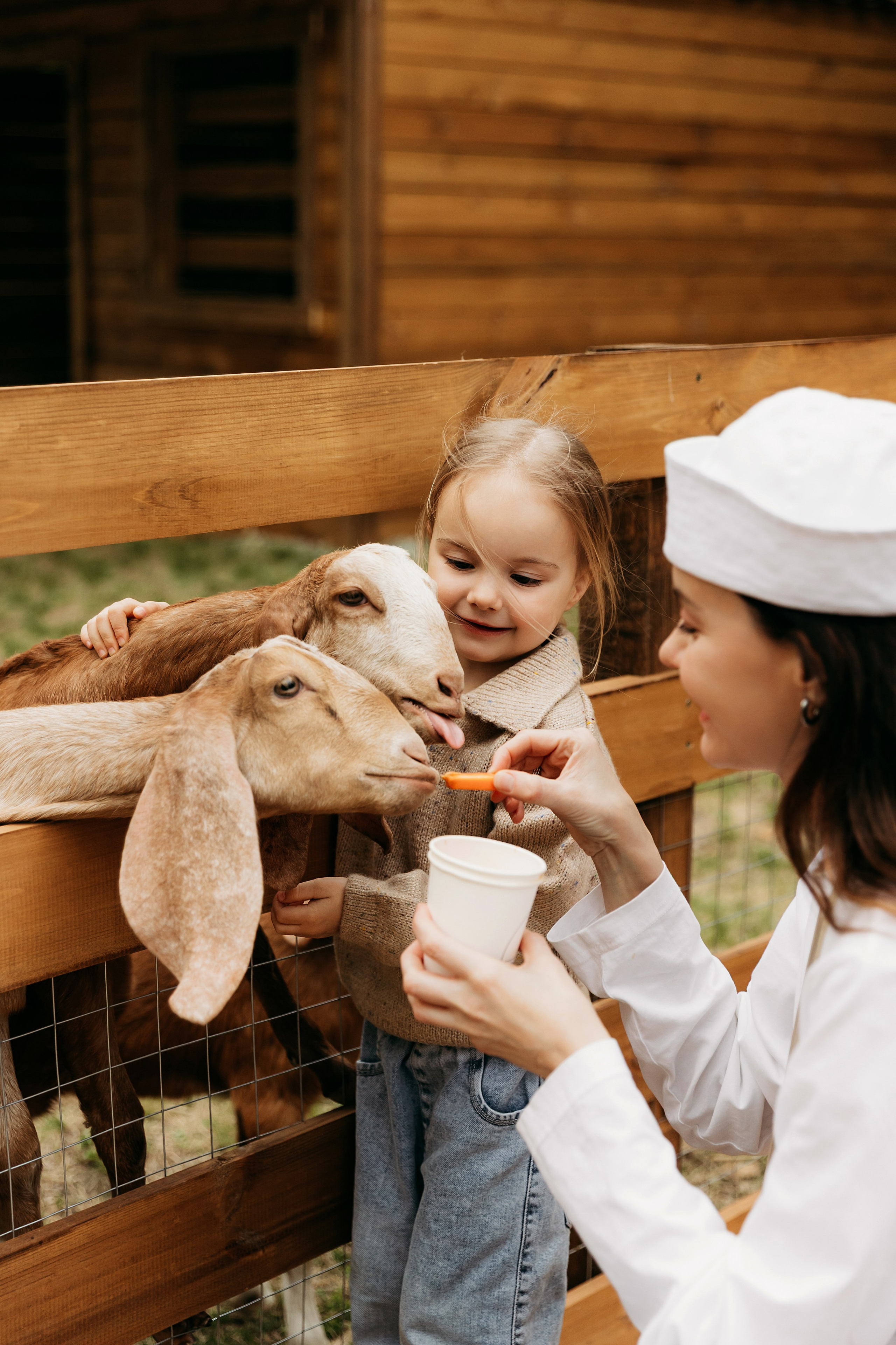 Привет, лама!. Главная