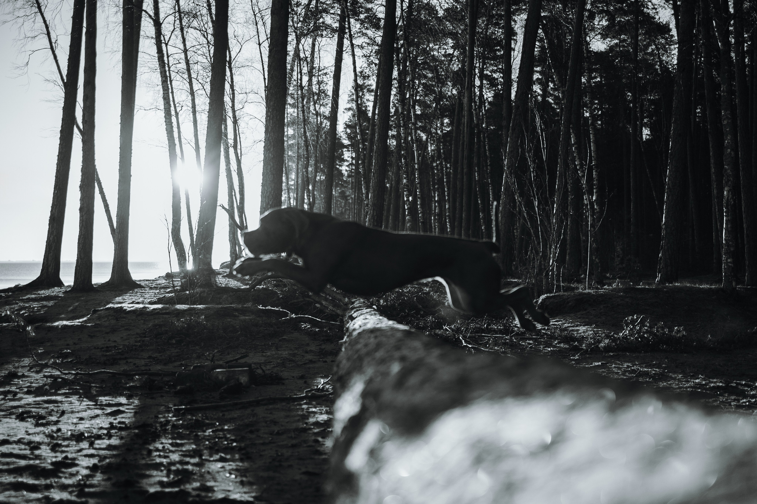 Анна и Лана. Фотограф — Анималист | Санкт-Петербург