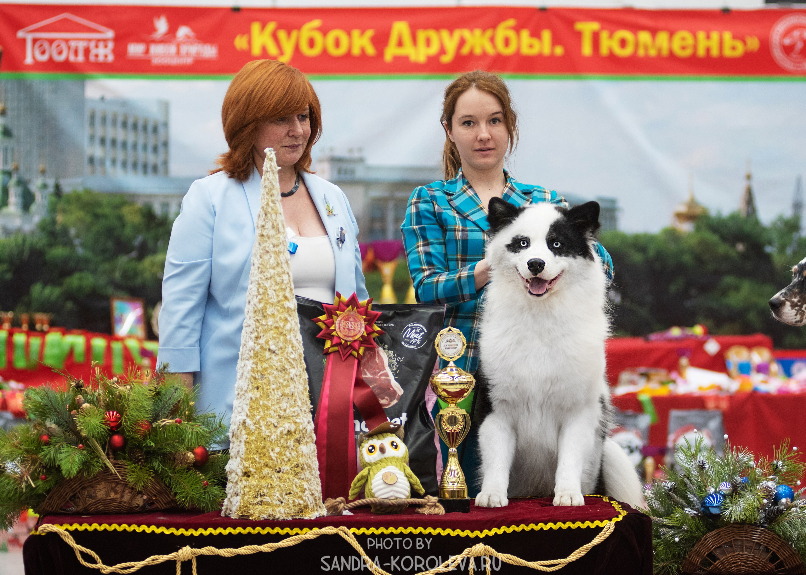 Выставка собак тюмень 10.12.2022. Дог-фотограф в Тюмени Александра Королева