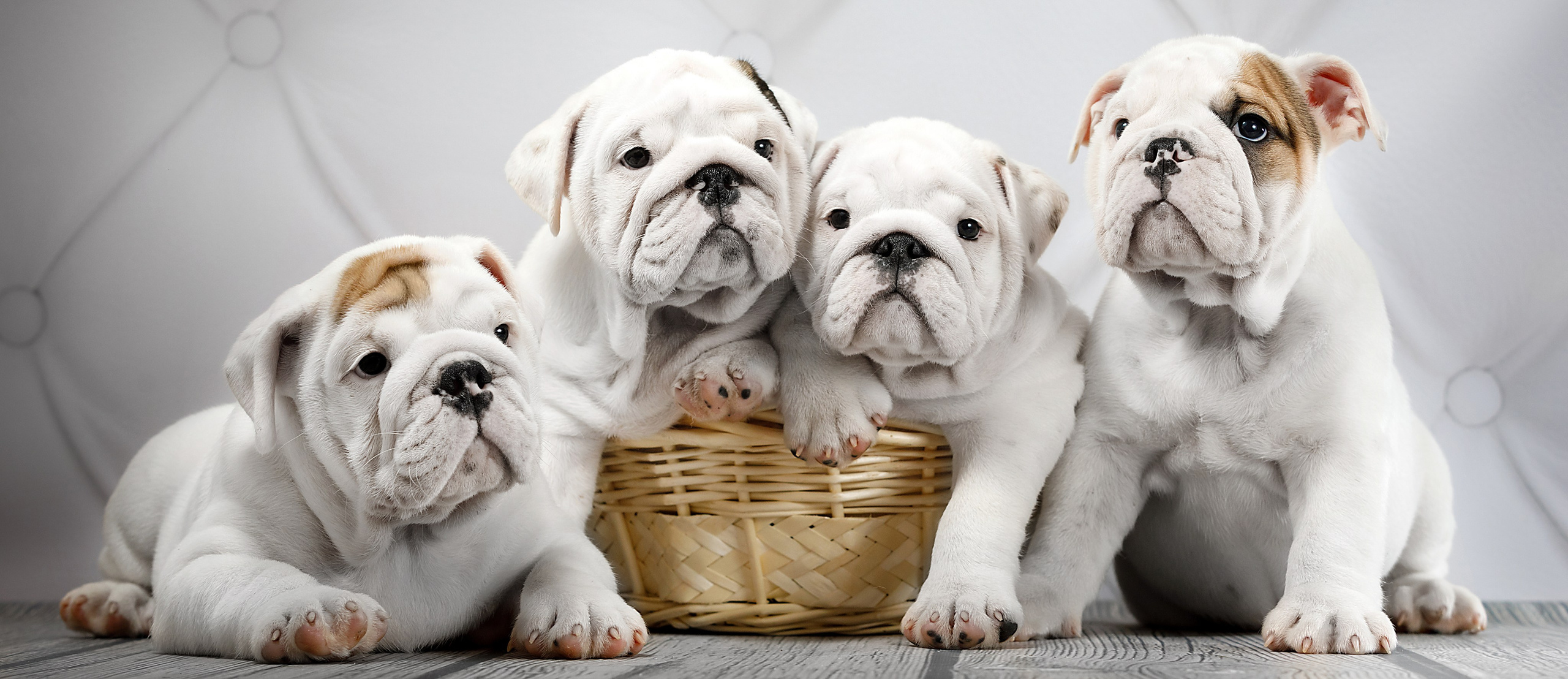 Фотограф для вашей собаки