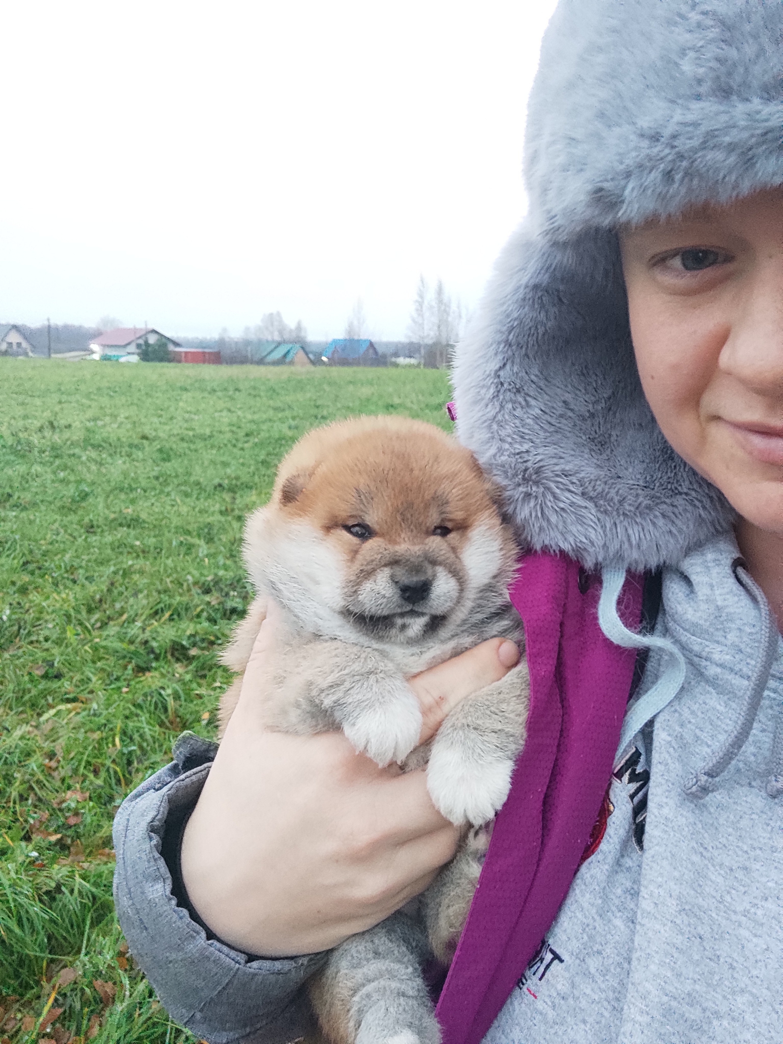 сиба питомник Рубилайт щенки на продажу rubylight  сиба щенки купить СПб Санкт-Петербург 