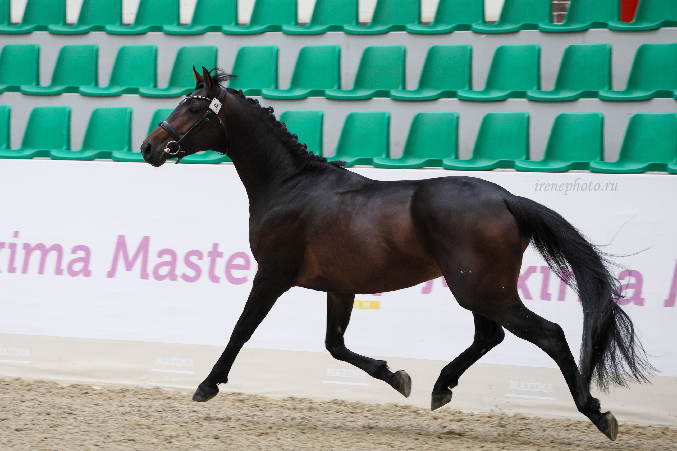 Конная Россия 2024. Irenephoto.ru