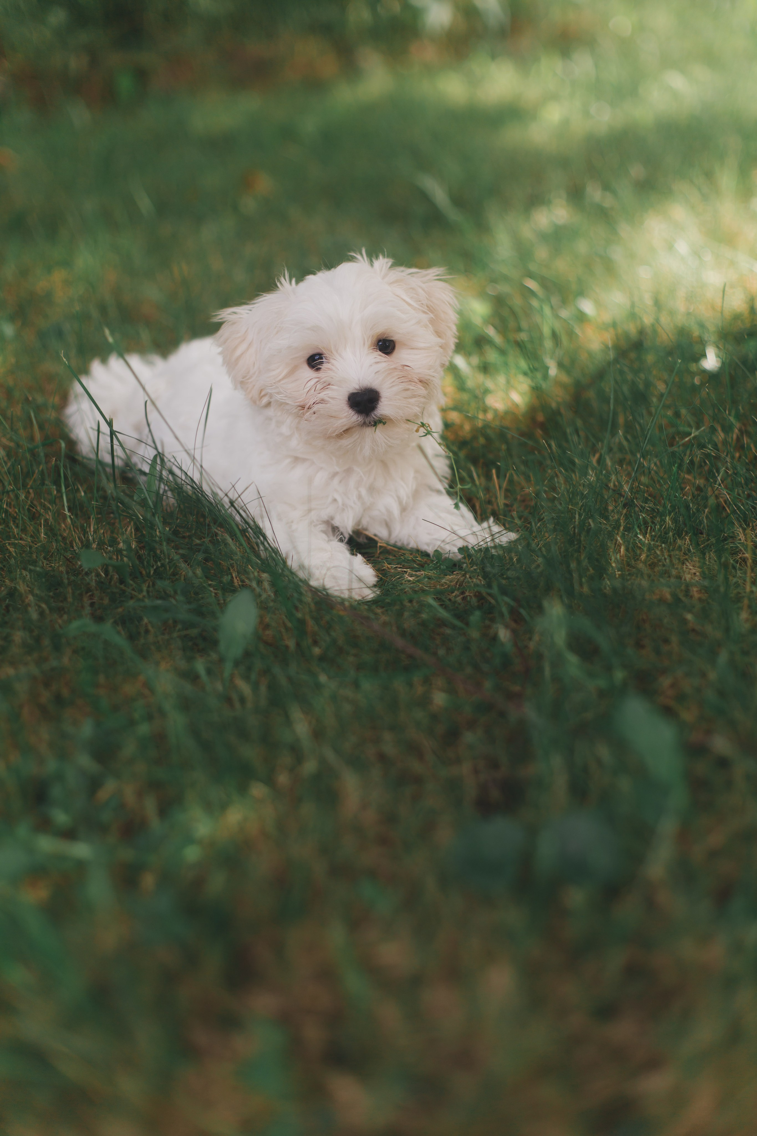 Wow08. Фотограф и свадебный фотограф в Москве