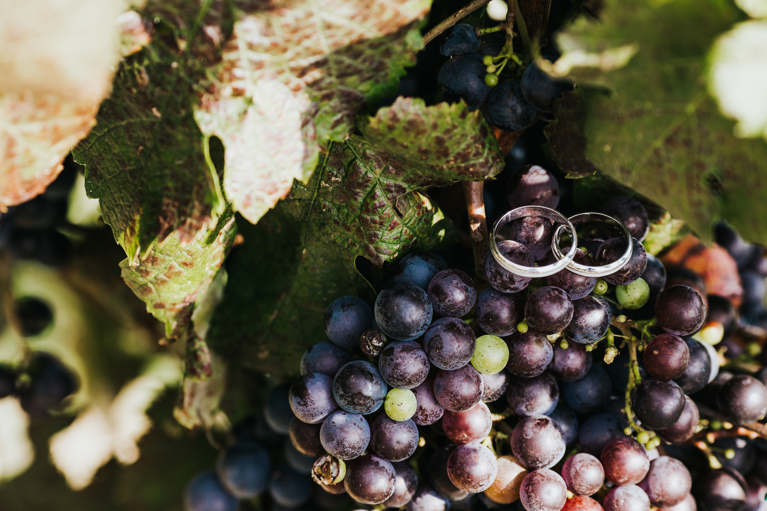 Алексей & Даяна — Копер (Словения). Свадебный фотограф Ричард Конвенсаров Wedding Photographer Richard & I