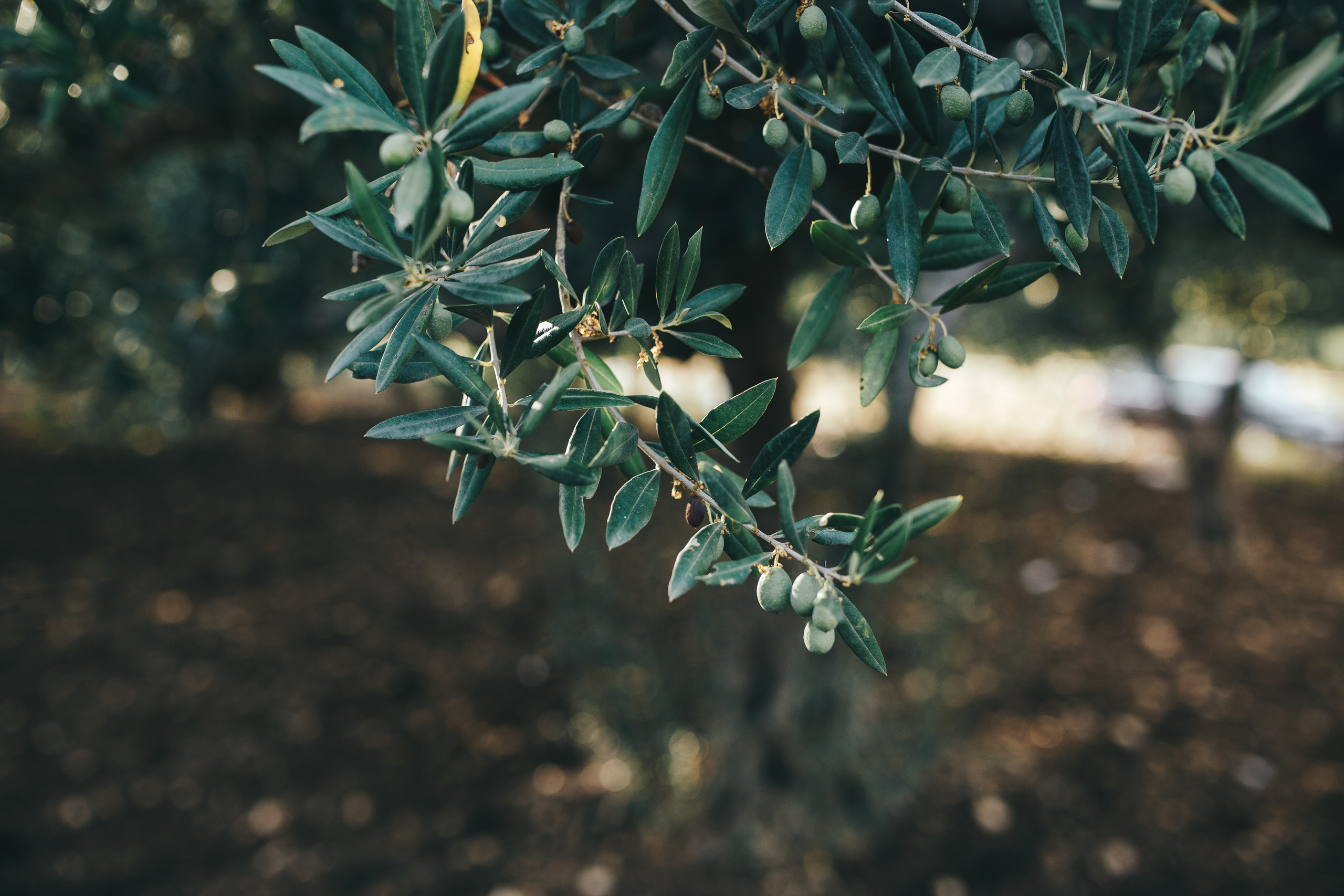 Олег & Марина — Сицилия (Италия). Свадебный фотограф Ричард Конвенсаров Wedding Photographer Richard & I