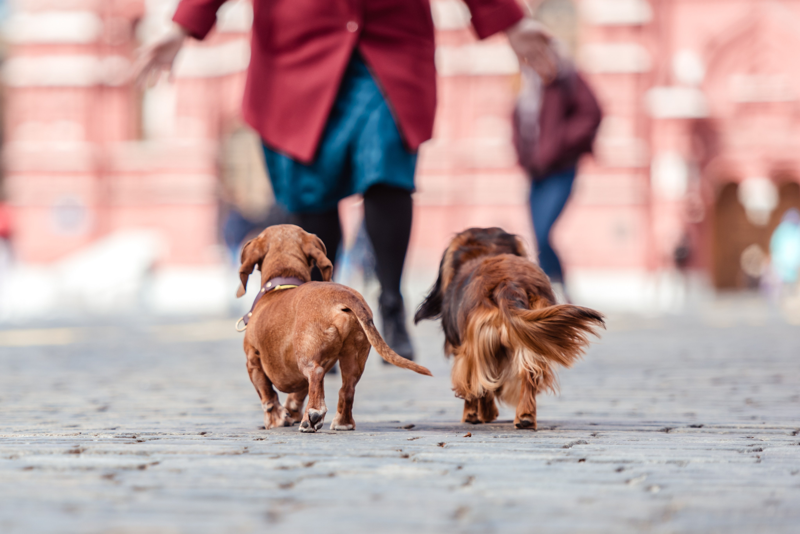 Таксы на Красной площади. Семейный Фотограф в Москве Ирина Хохлова