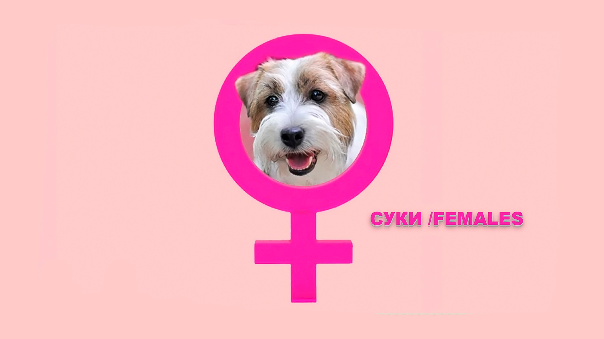 СУКИ / FEMALES. Щенки джек рассел терьера, питомник РКФ, питомник джек рассел терьеров, питомник Порт Фортис, kennel PORT FORTIS