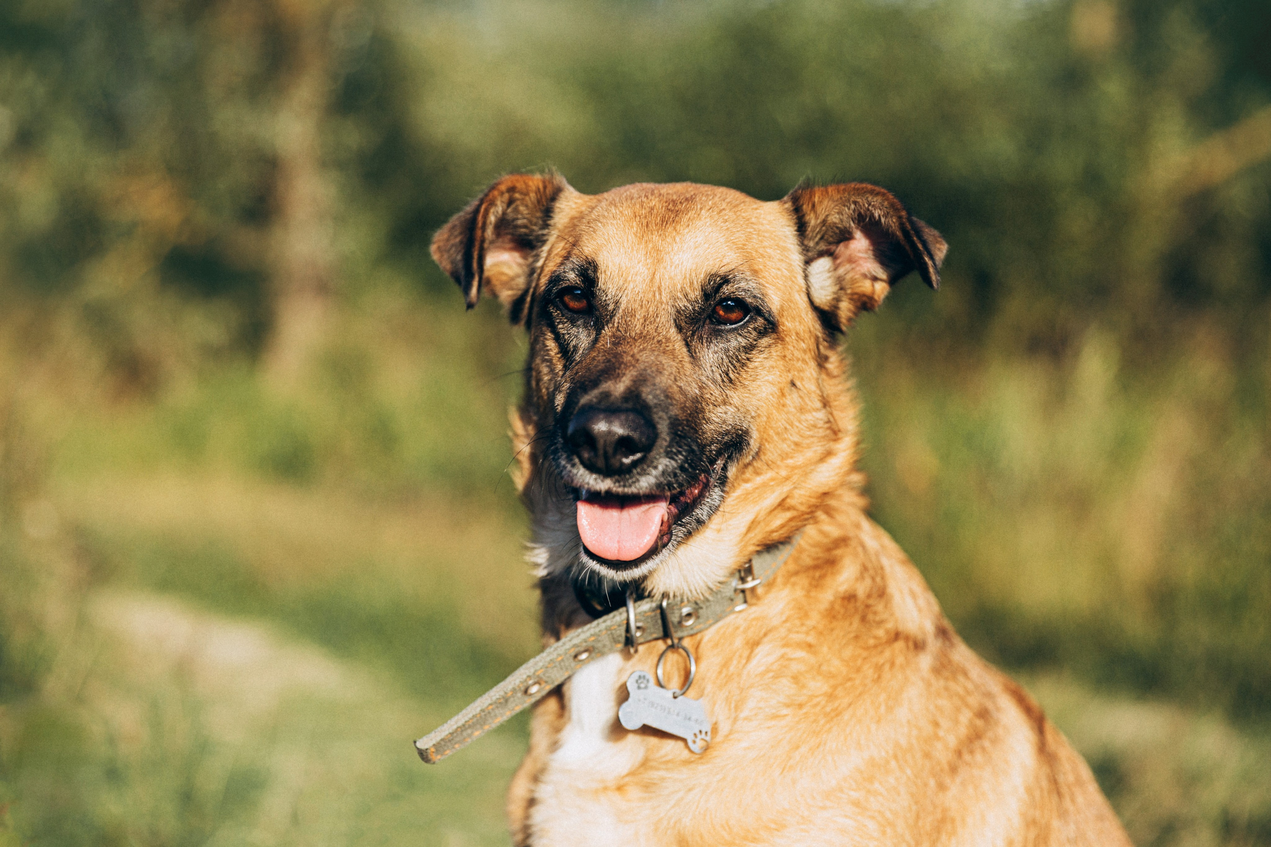 Буля. Фотограф-анималист в Москве Соломонова Варвара