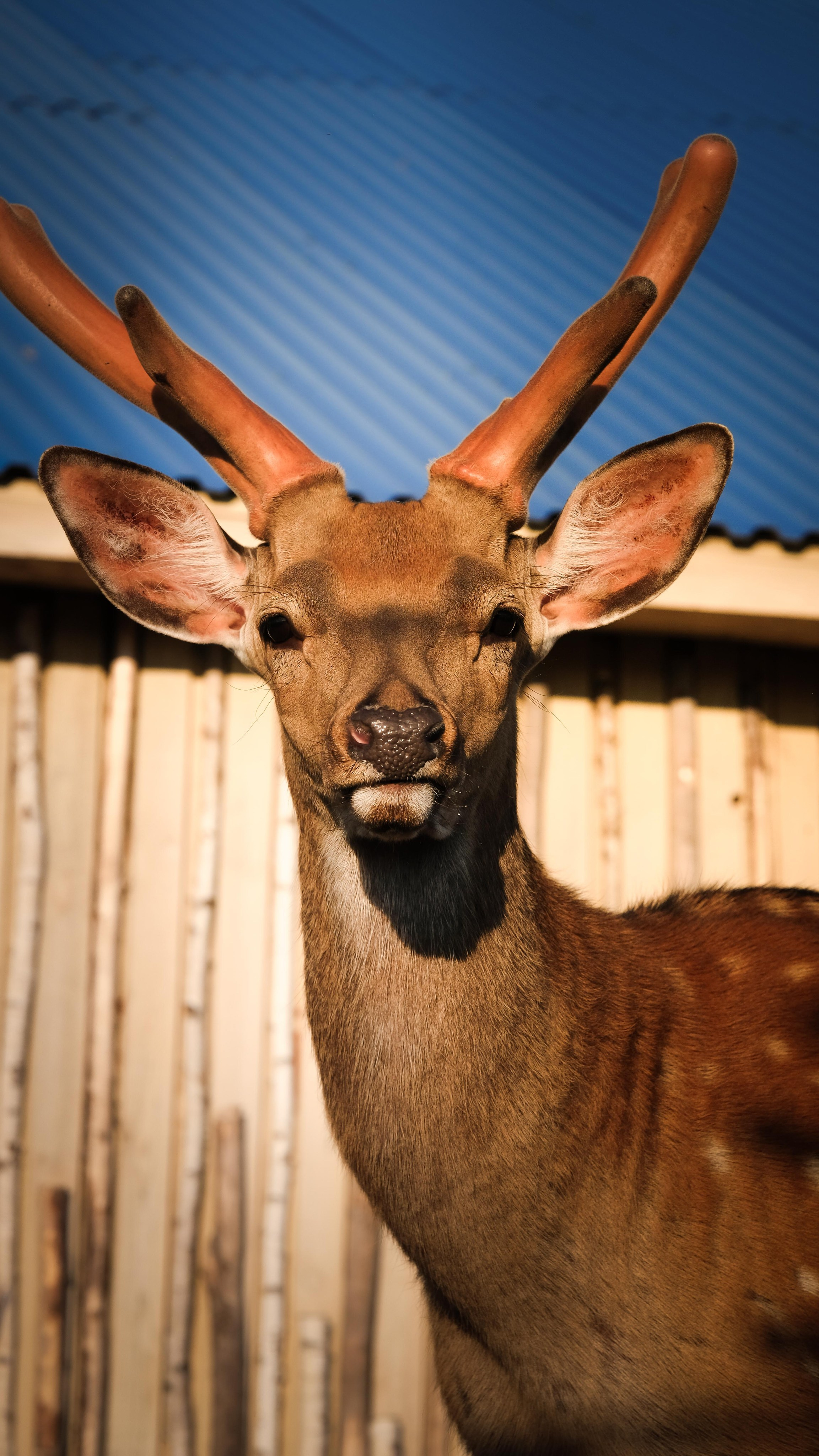 Животные и птицы. KRUTOVA_фотографирую жизнь