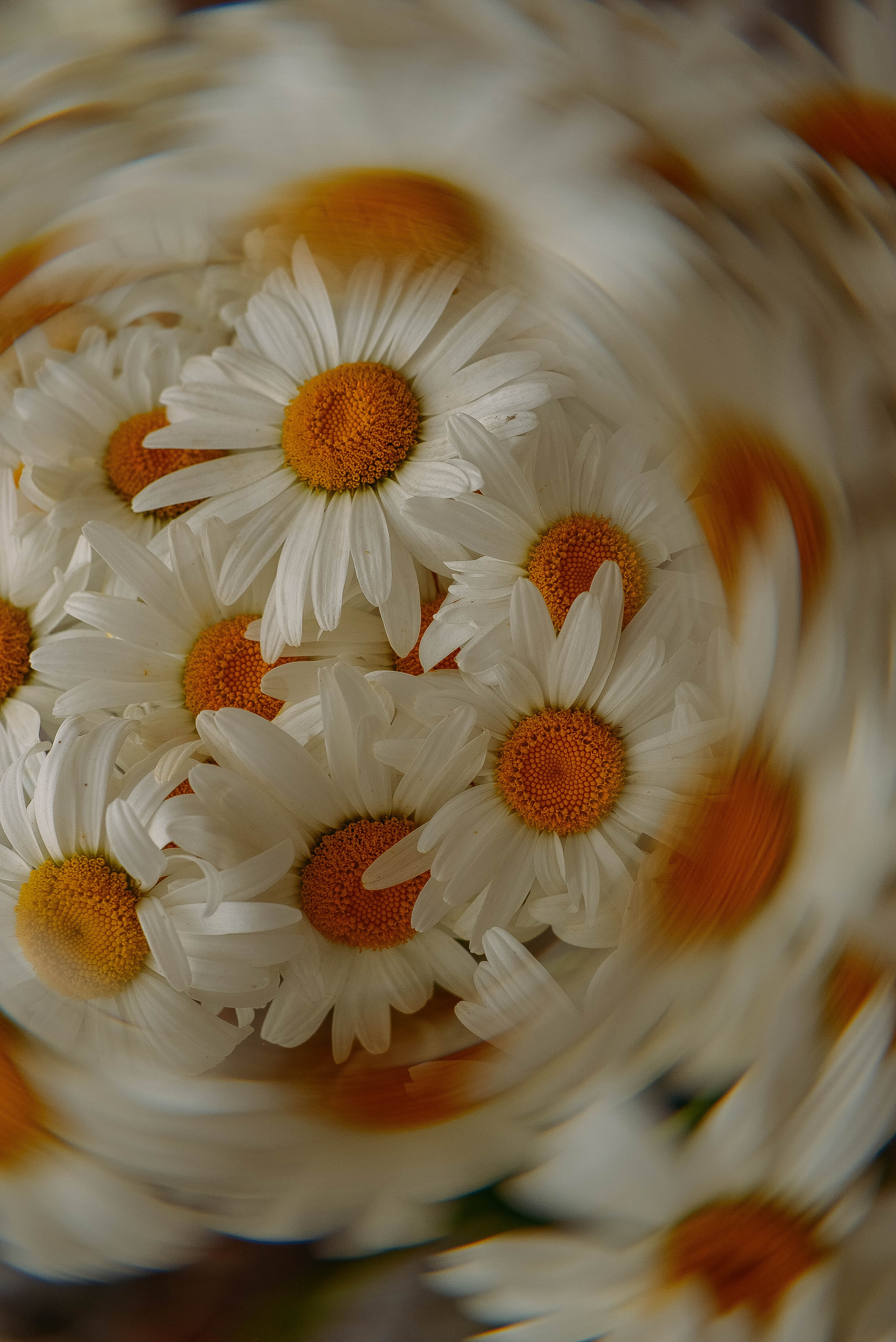 ПРЕДМЕТНАЯ/ МАКРО. Фотограф Фомина Екатерина Сергеевна