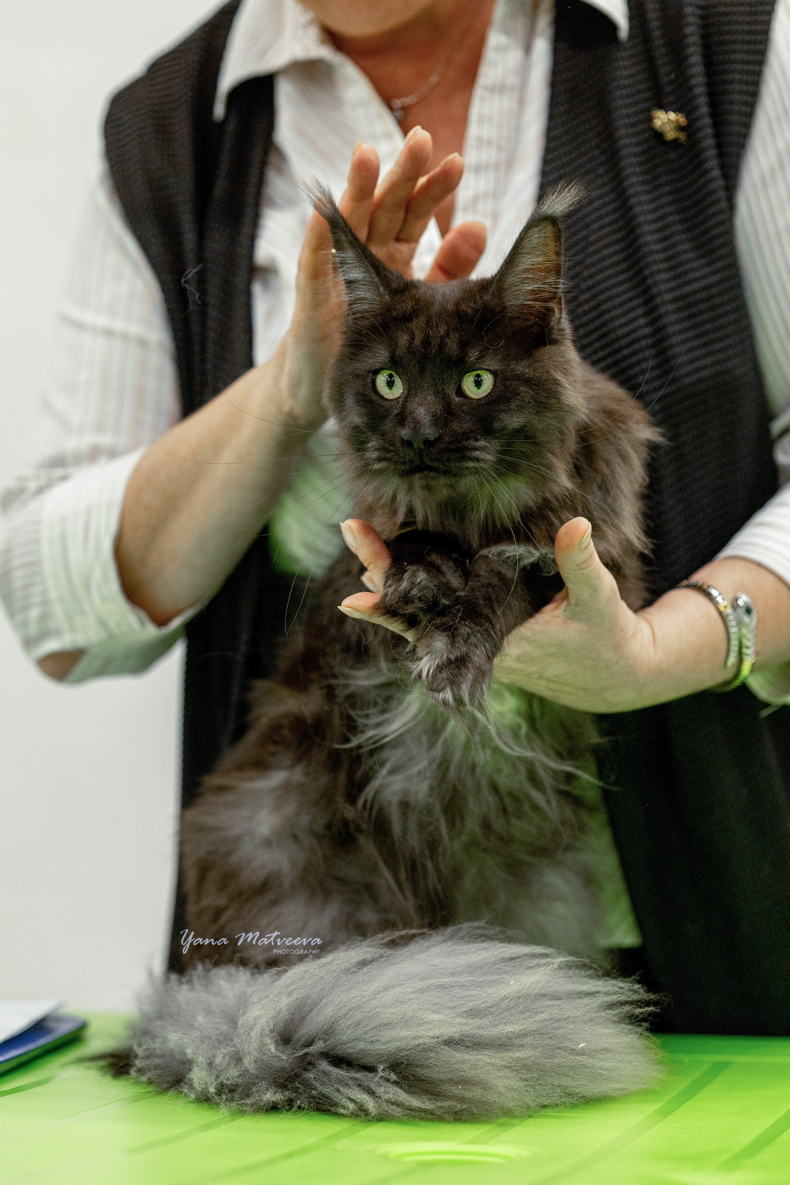 Кошки. Фотограф Яна Матвеева в Ижевске