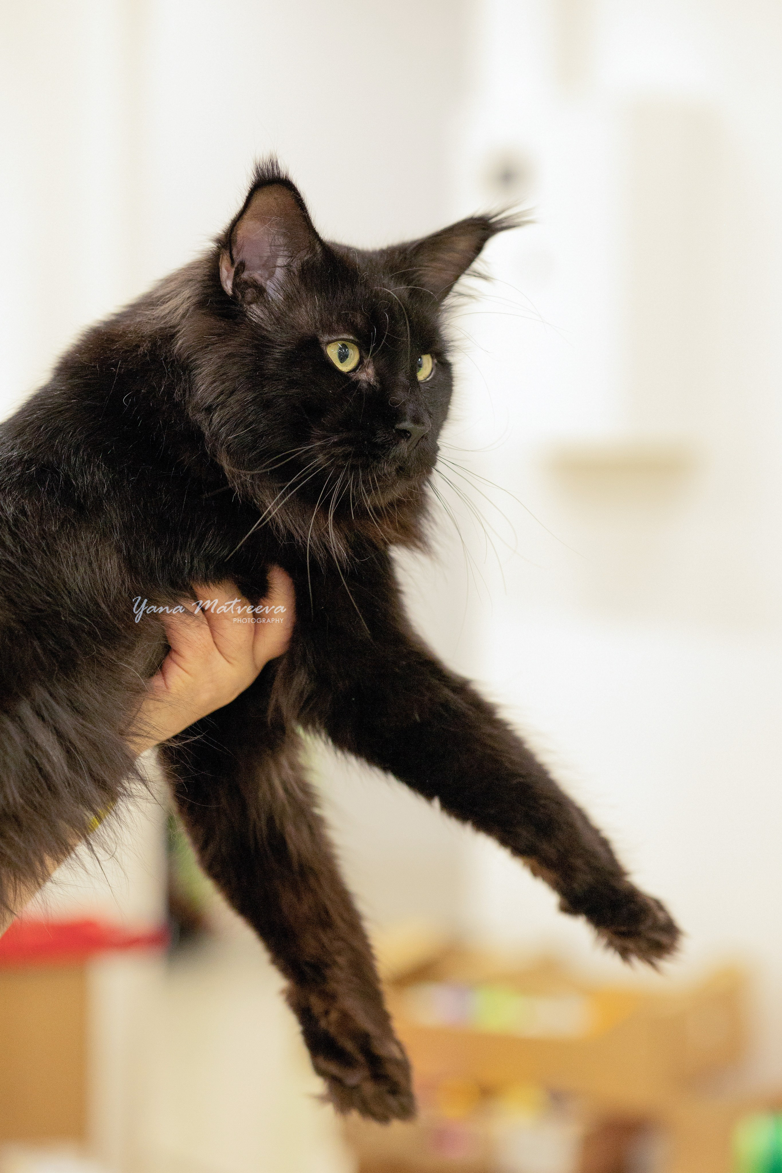 Кошки. Фотограф Яна Матвеева в Ижевске