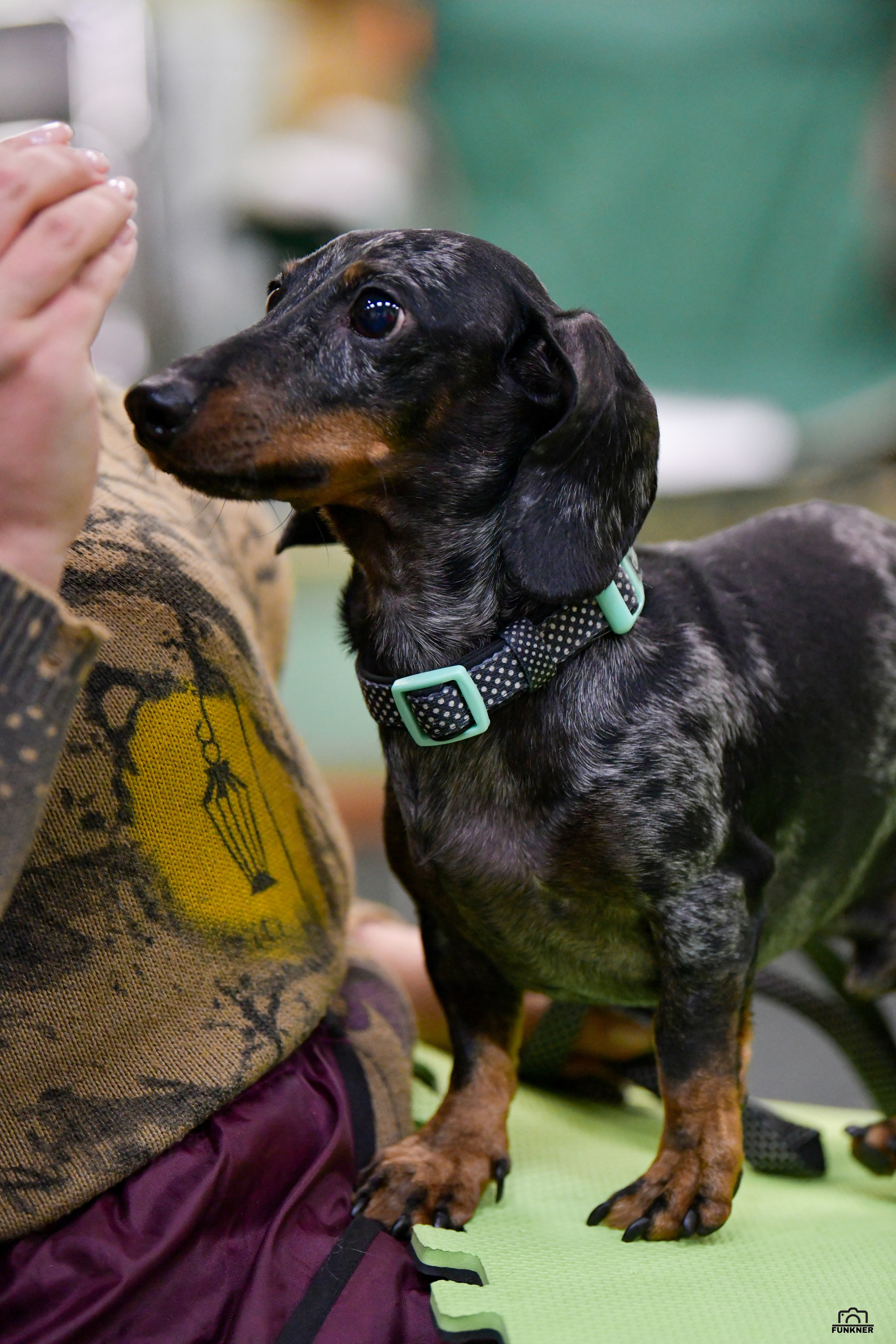 Кинологический клуб «Бодрый хвост». Свой взгляд через объектив