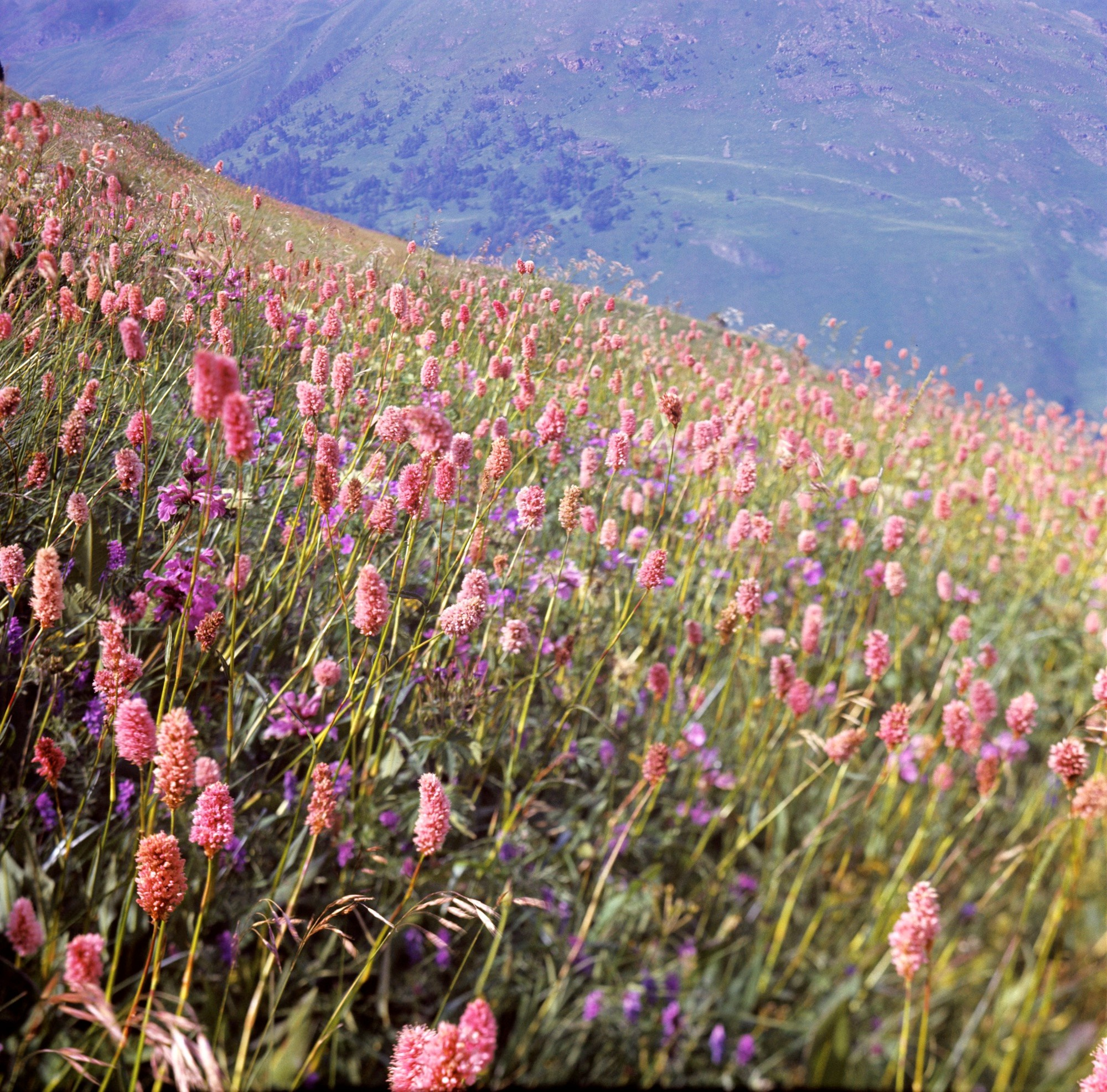 Кавказ. ВАДИМ ГИППЕНРЕЙТЕР — ВЕЛИКИЙ ФОТОГРАФ ЗЕМЛИ РУССКОЙ