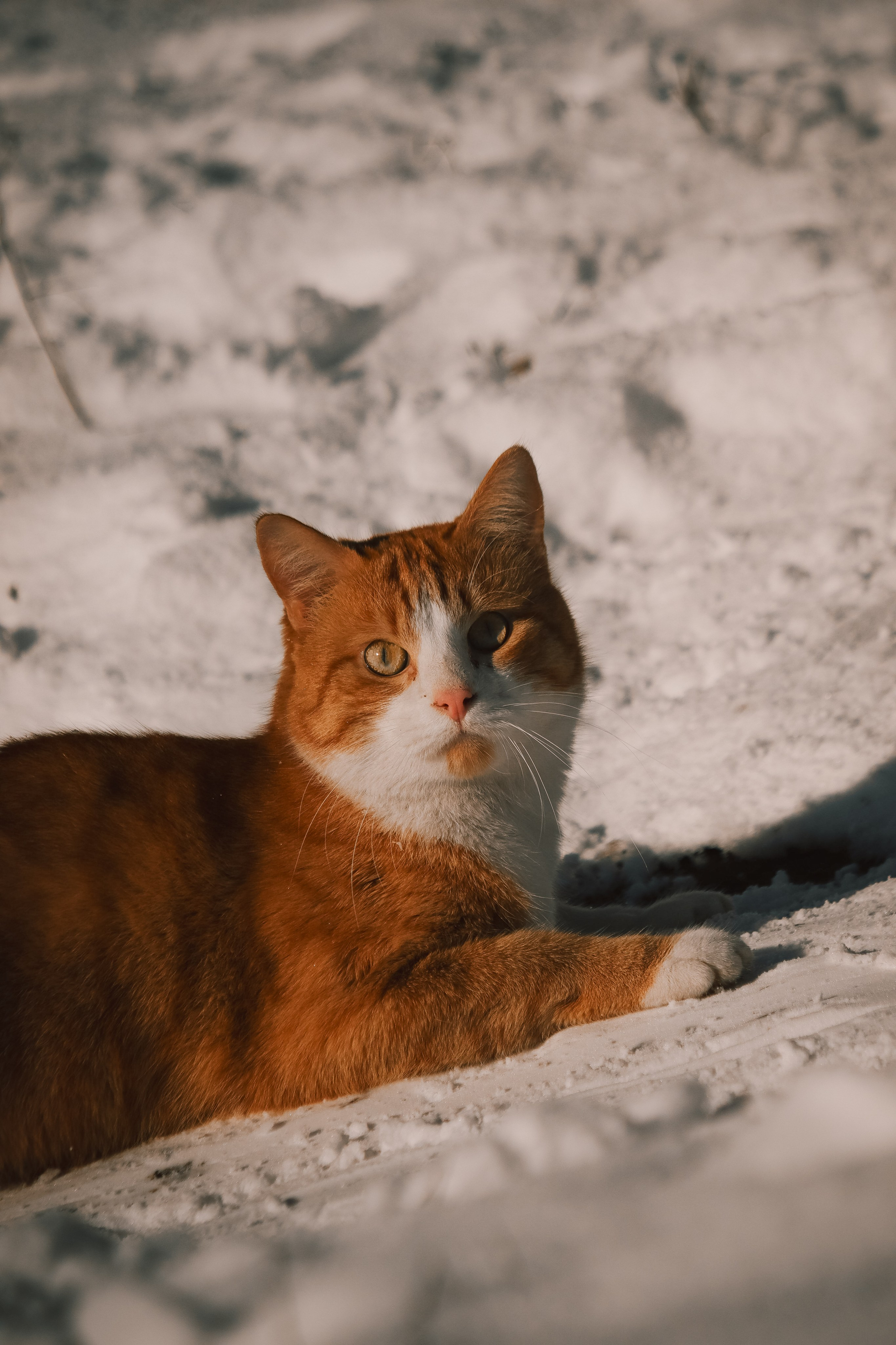 Р А З Н Ы Е — К О Т Ы. — Digital Noise —