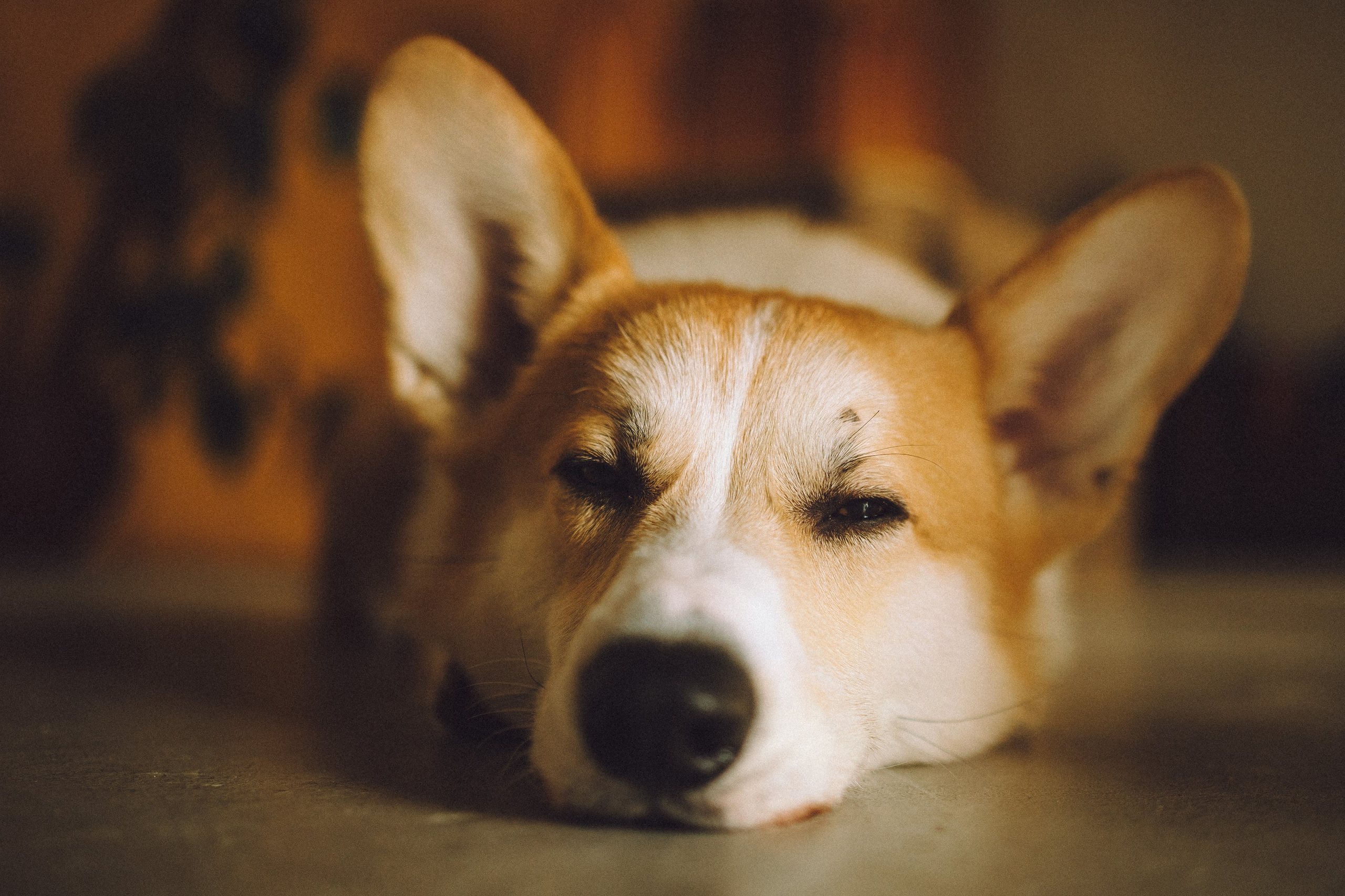 Наталья, Евгений и Мерлин