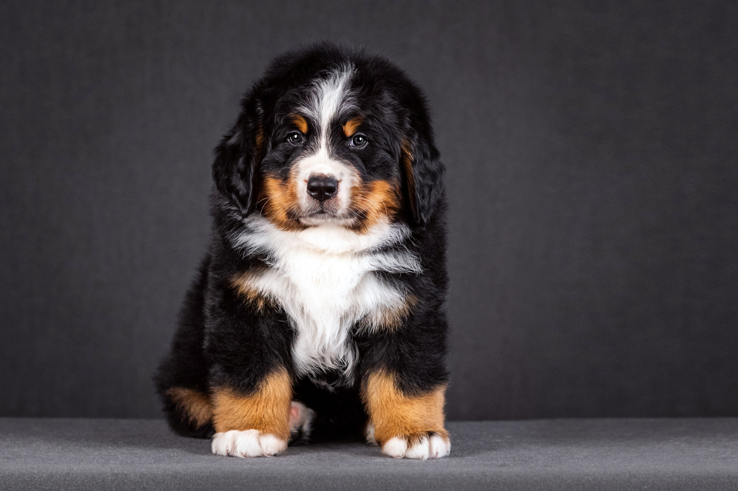 Берны. Фотограф анималист Аня Ливанова | Рыбинск