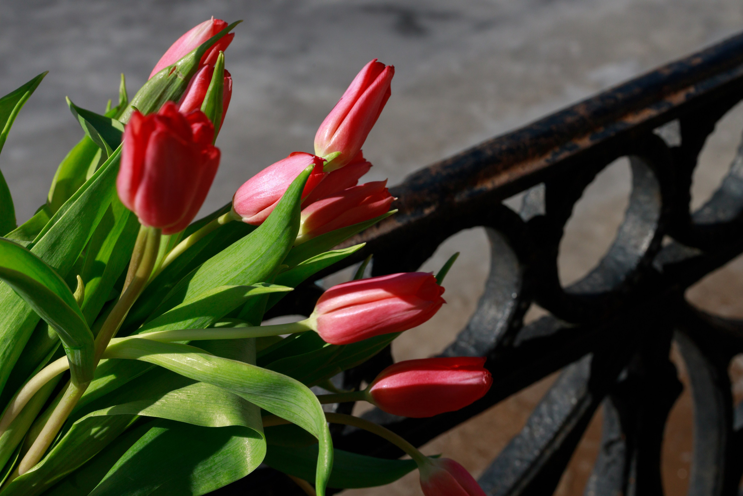 Фотопрогулка в городе с тюльпанами. Фотограф Санкт-Петербург Конюхова Мария