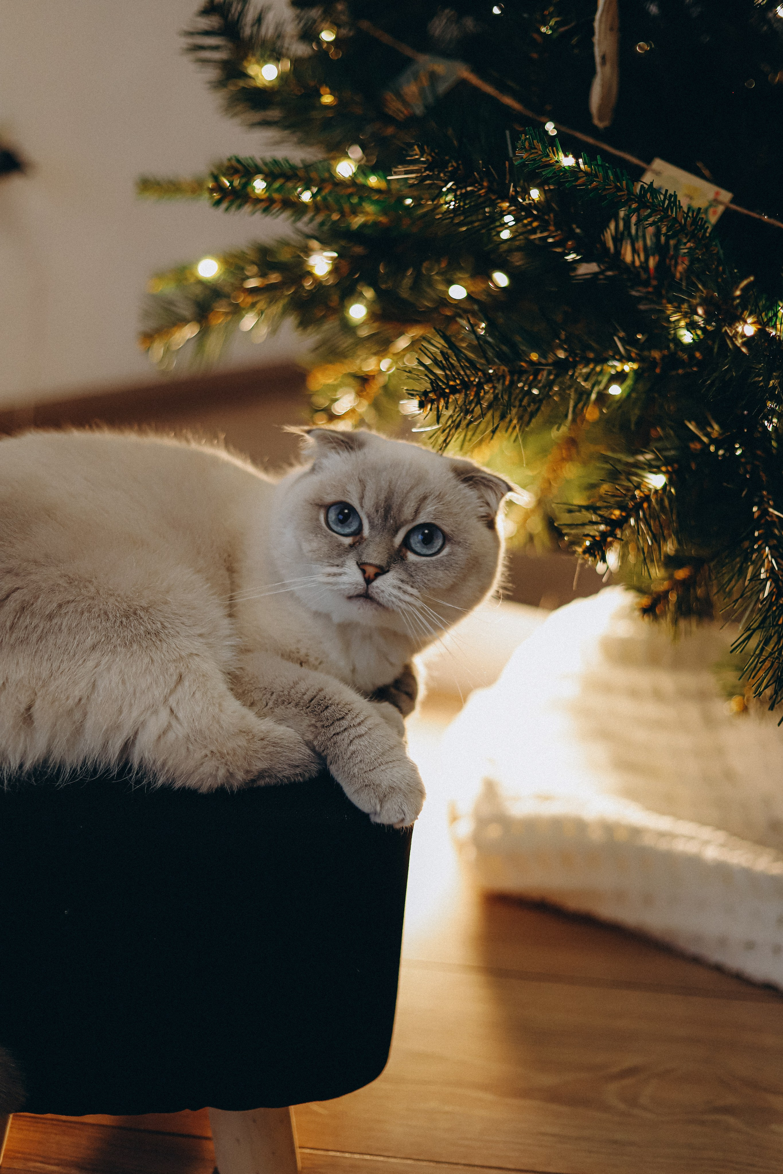 Домашняя новогодняя история. Алексей+Ксения+Дима. Услуги