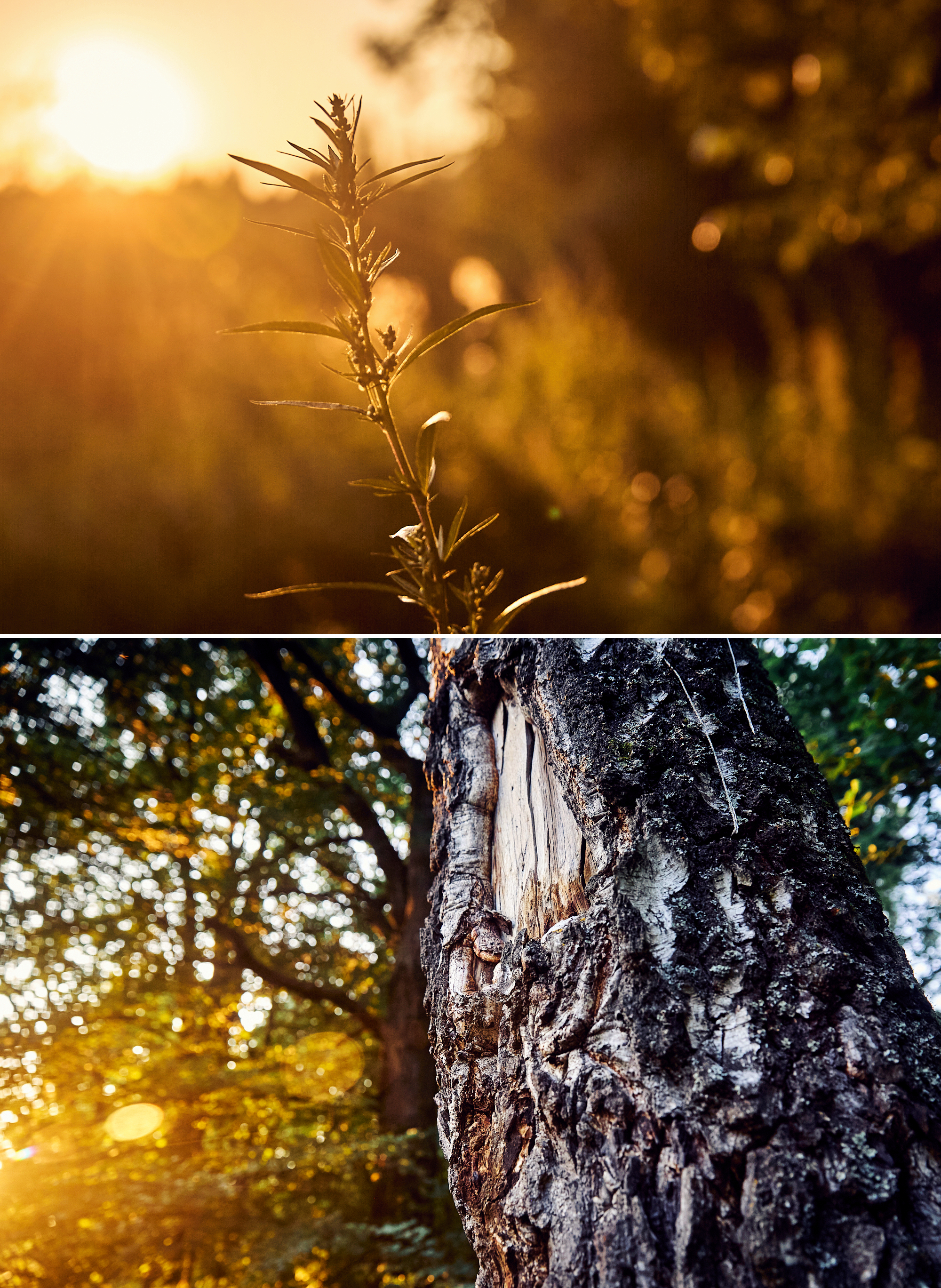 Nature. Фотограф Арсений Королев