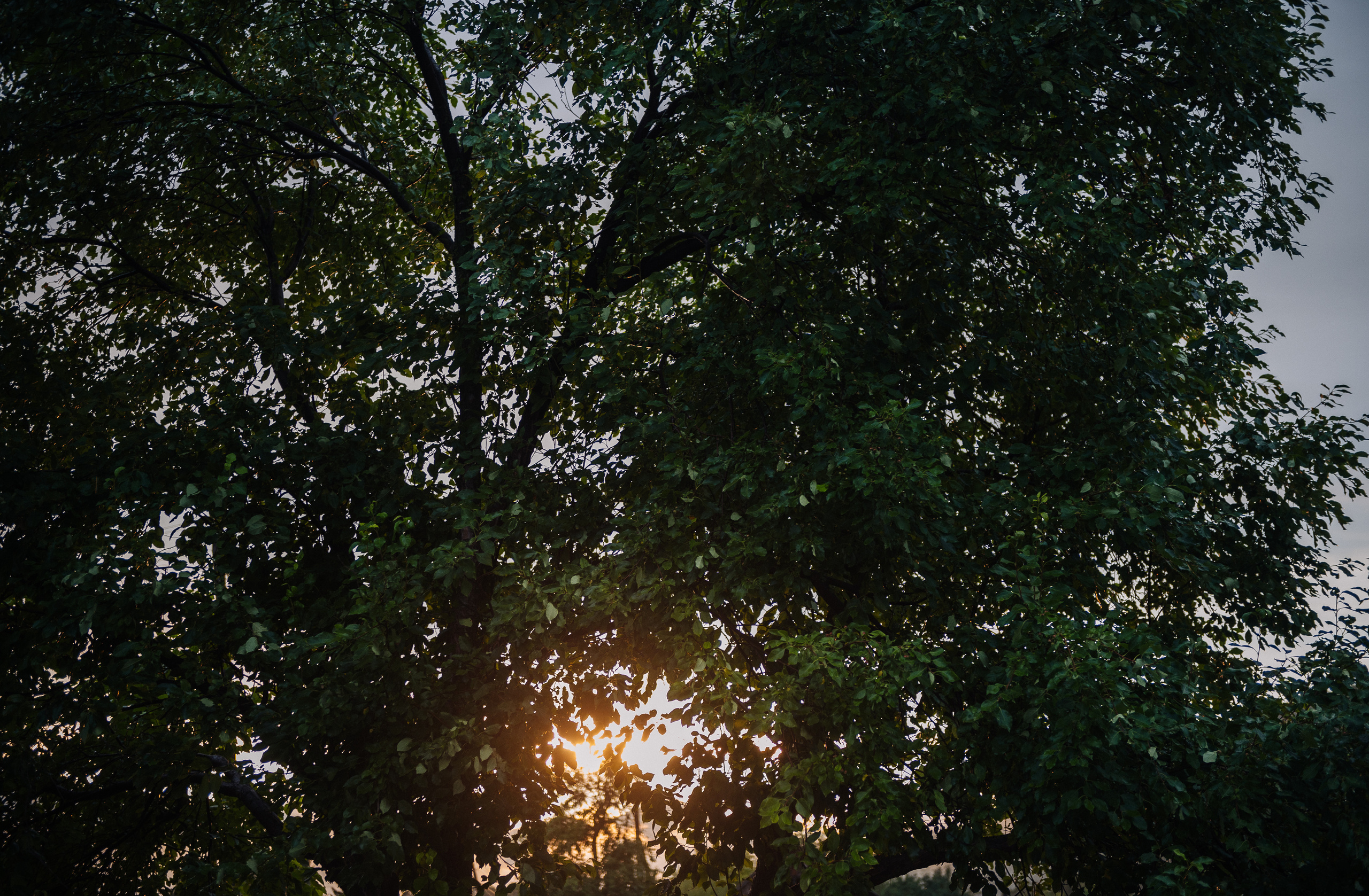 Игорь и Виктория. Свадебная  съемка на Алтае