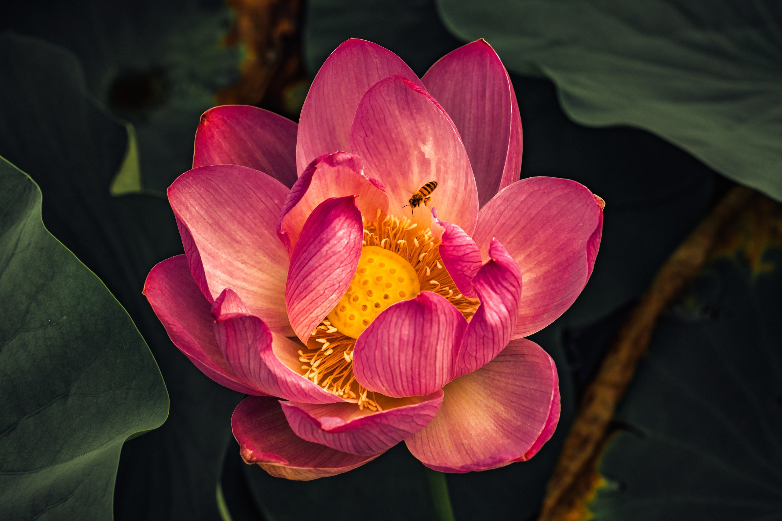 Проект Пруд лотосов. Ivan Zaitsev (IZIART) — 通过照片和视频创建文化代码