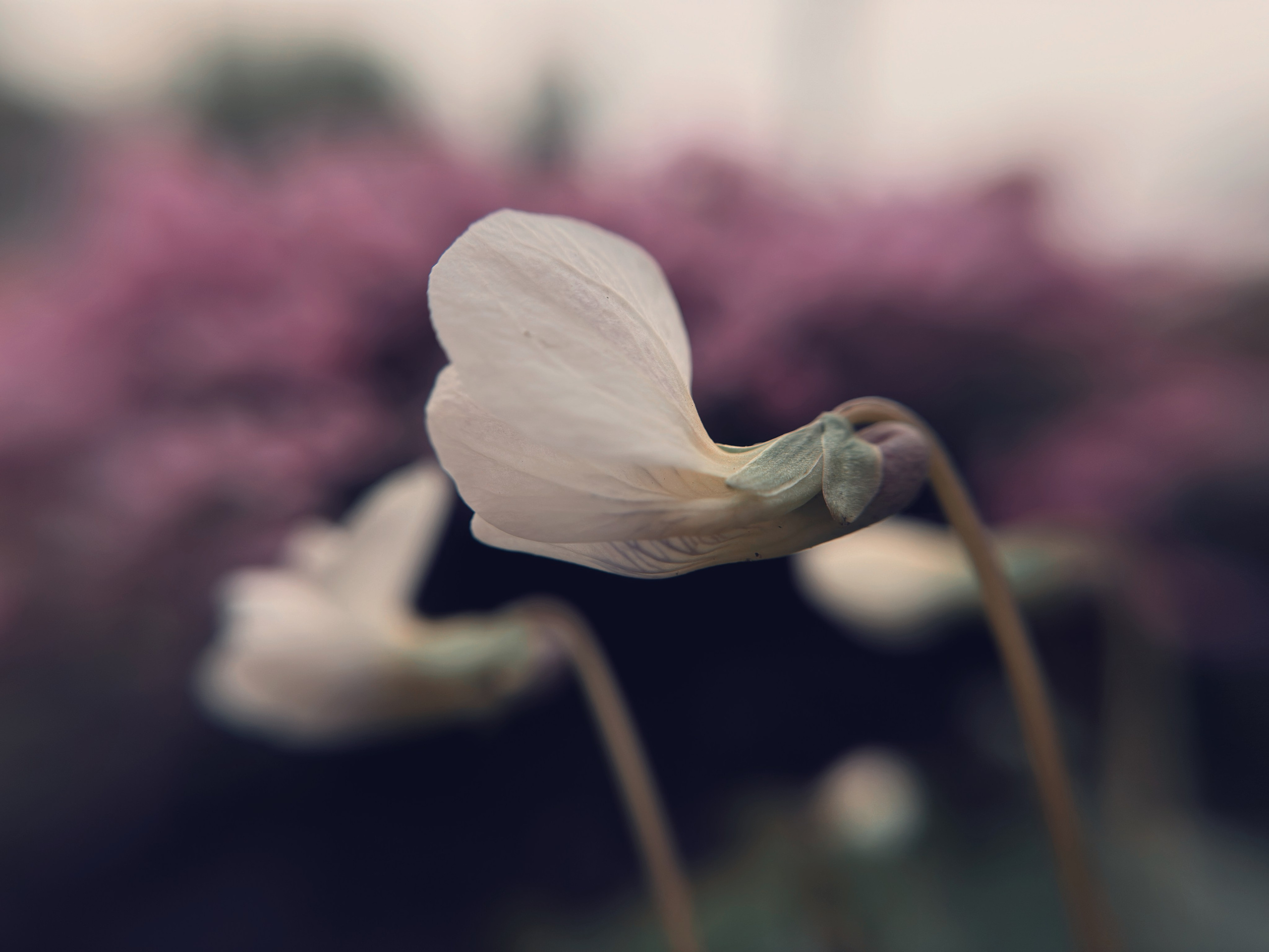 Макро любовь. Смотри, красота!