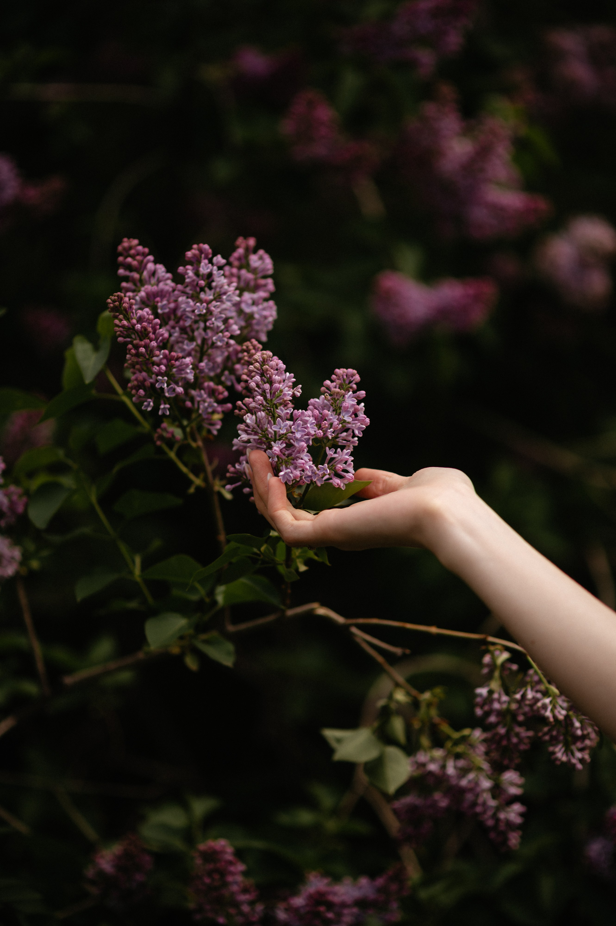 Ксюша, цветение. Главная