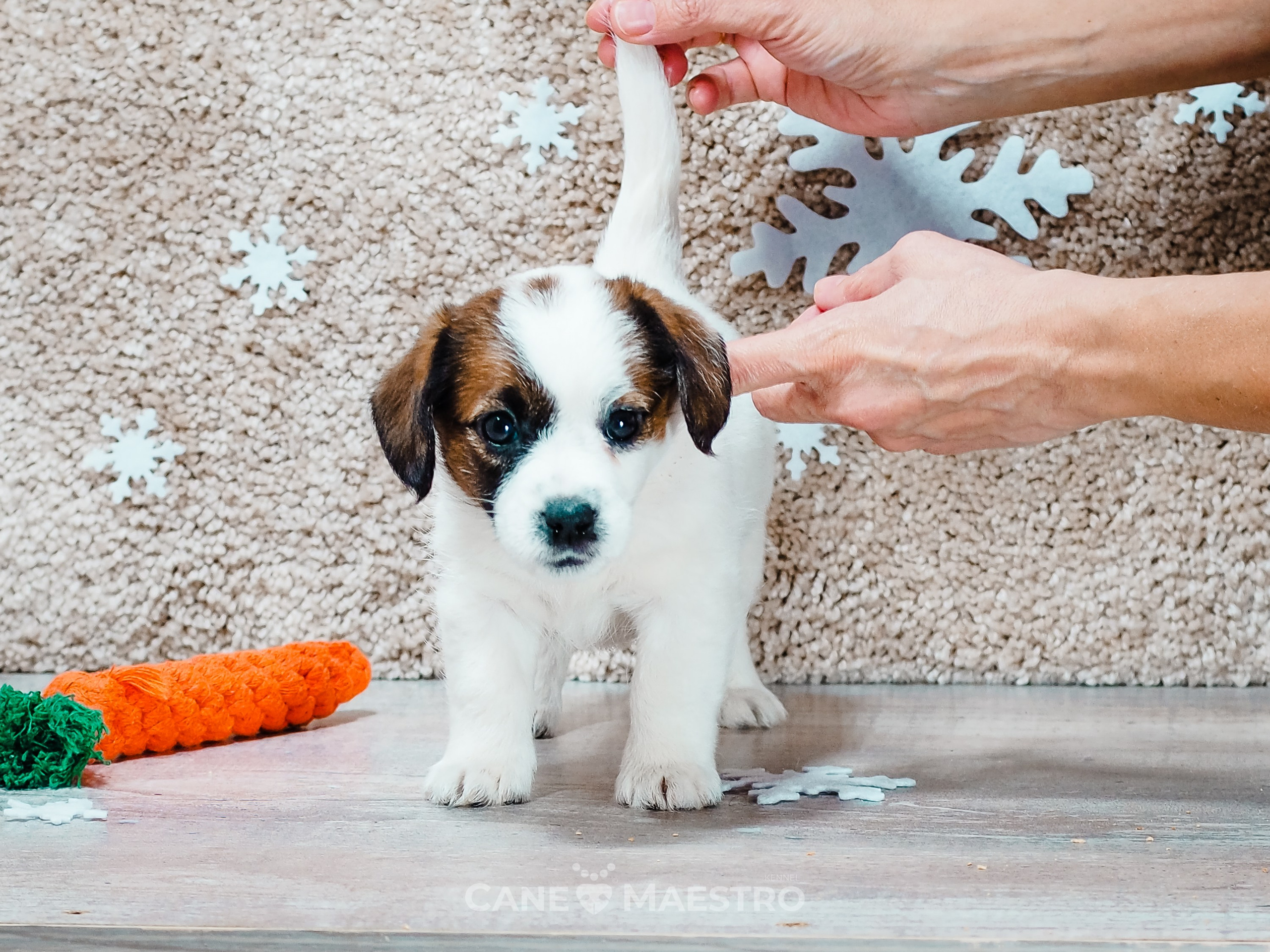 3_Девочка_СНЕЖНАЯ_Ц. CANE MAESTRO — kennel Jack Russell Terrier
