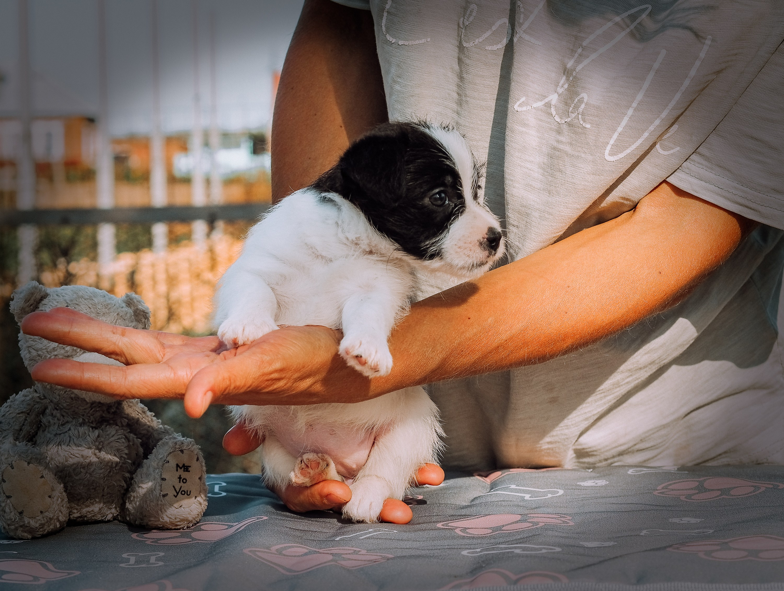 Бело-черная красавица джек-рассел-терьер. КАНЕ МАЭСТРО — питомник Джек рассел терьеров