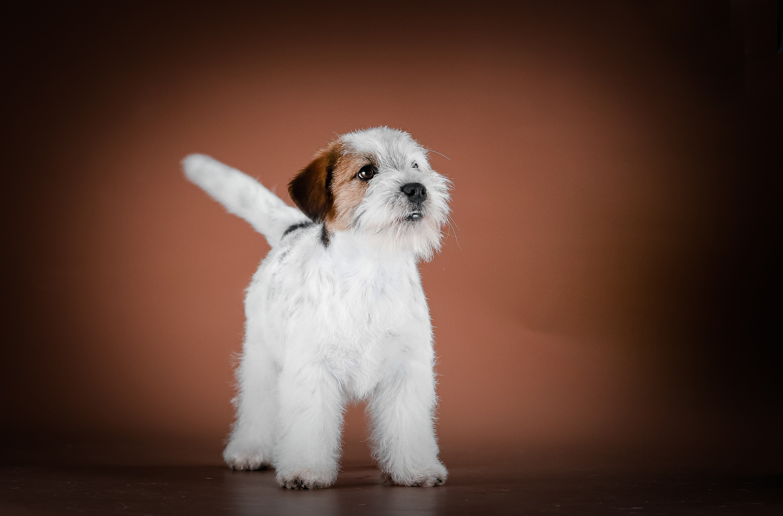 Триколорный кобель. Жесткошерстный. Джек рассел терьер продажа. КАНЕ МАЭСТРО — питомник Джек рассел терьеров