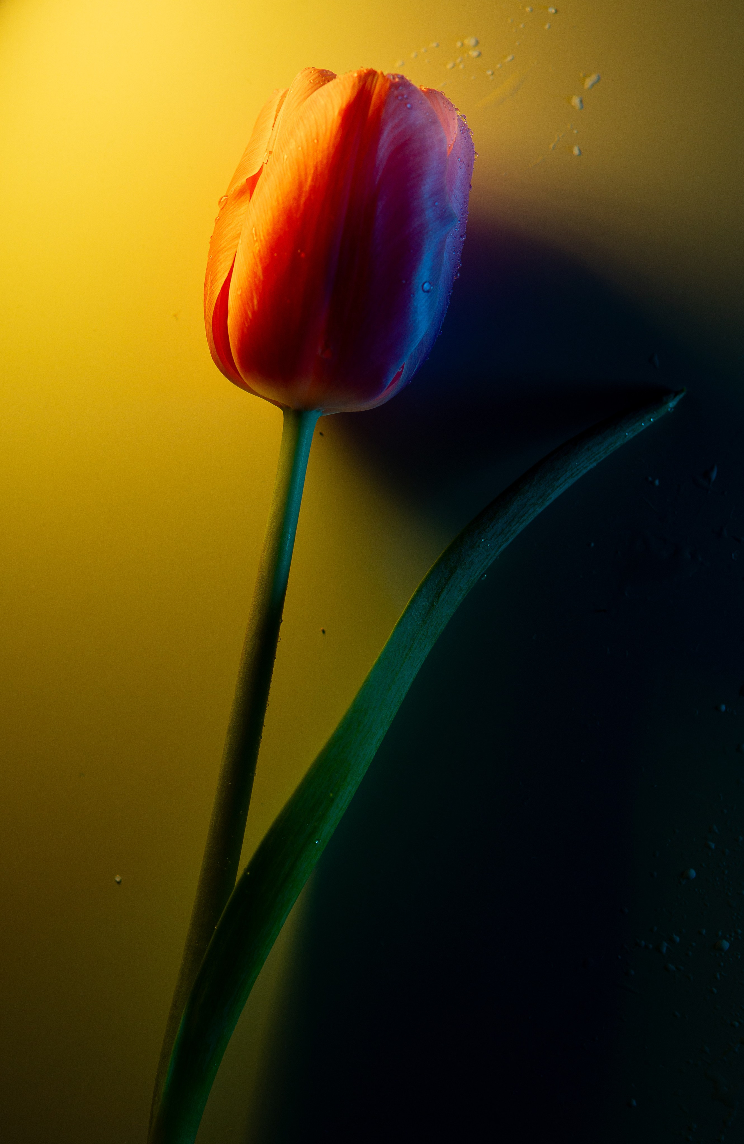 Цветы и свет. Фотограф в Москве Юлия Першина