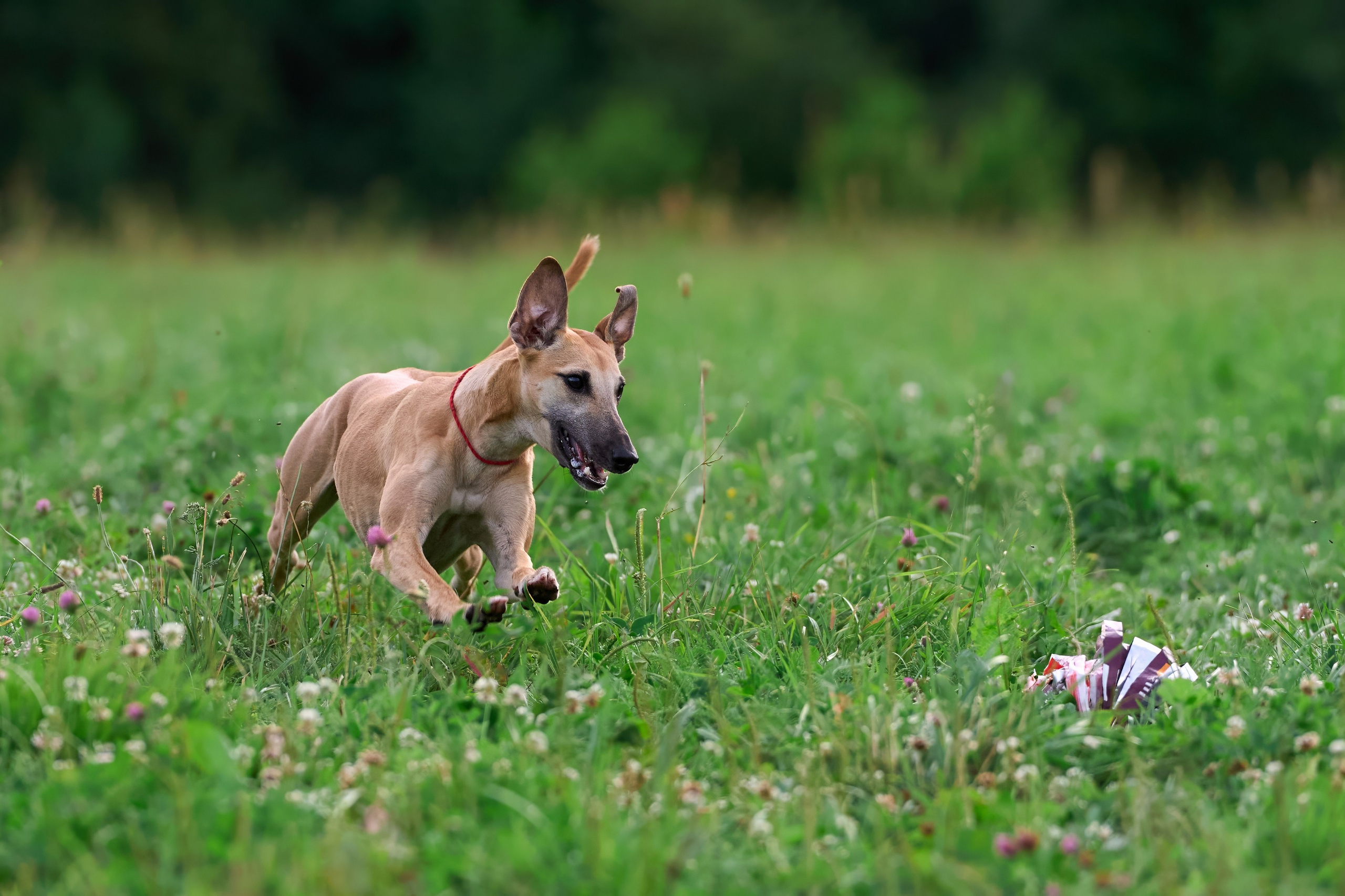 Тренировка по курсингу в Донино. Фотограф-анималист Михаил Манухин