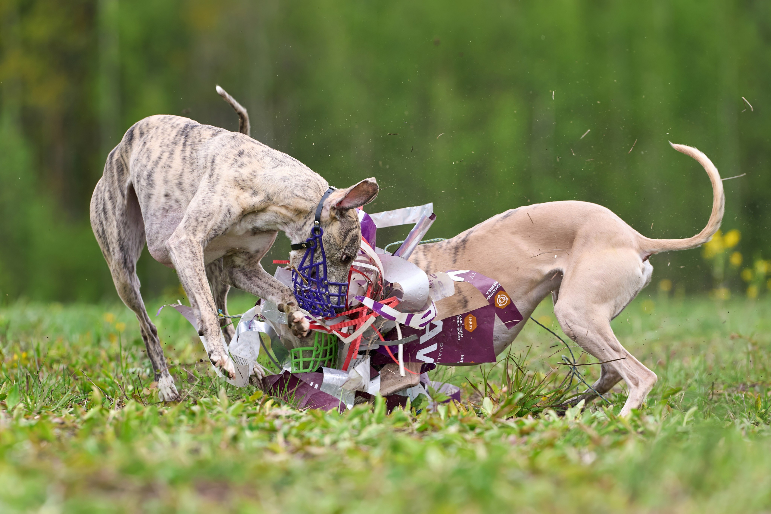 Тренировка по курсингу Донино. Фотограф-анималист Михаил Манухин